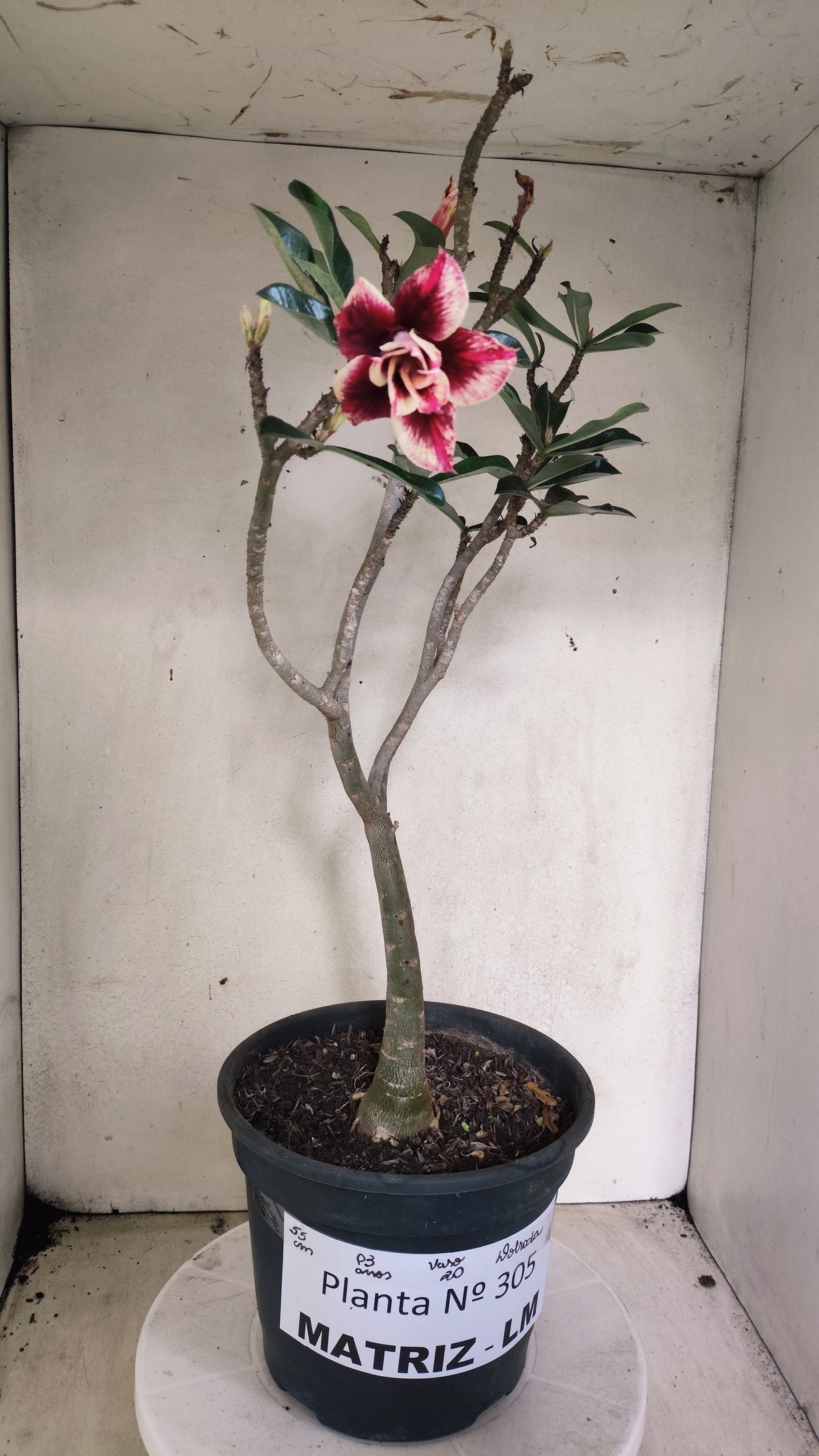 Matriz Planta Dobrada 305 –  55cm – 03 anos - Vaso 20