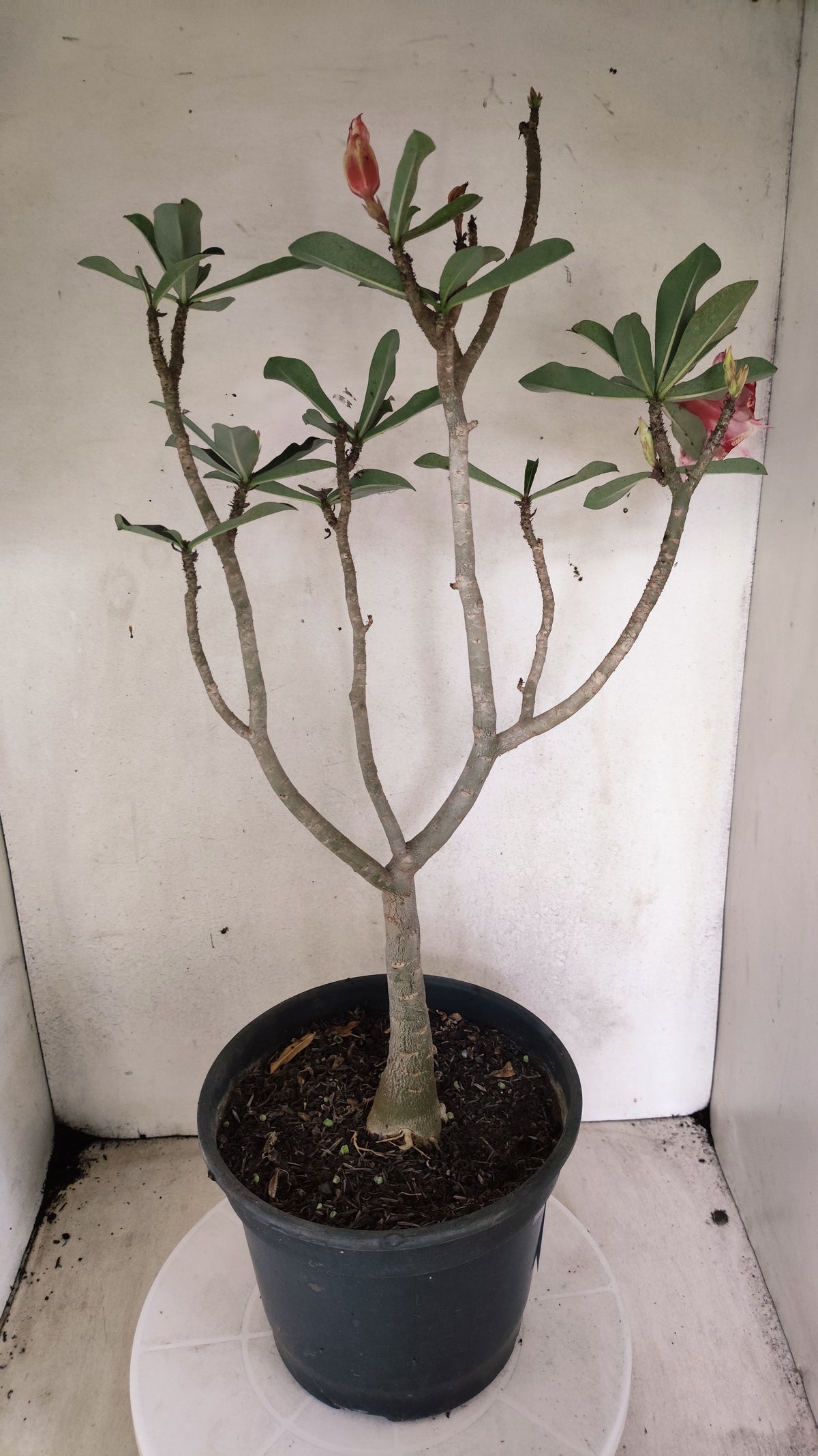 Matriz Planta Dobrada 305 –  55cm – 03 anos - Vaso 20