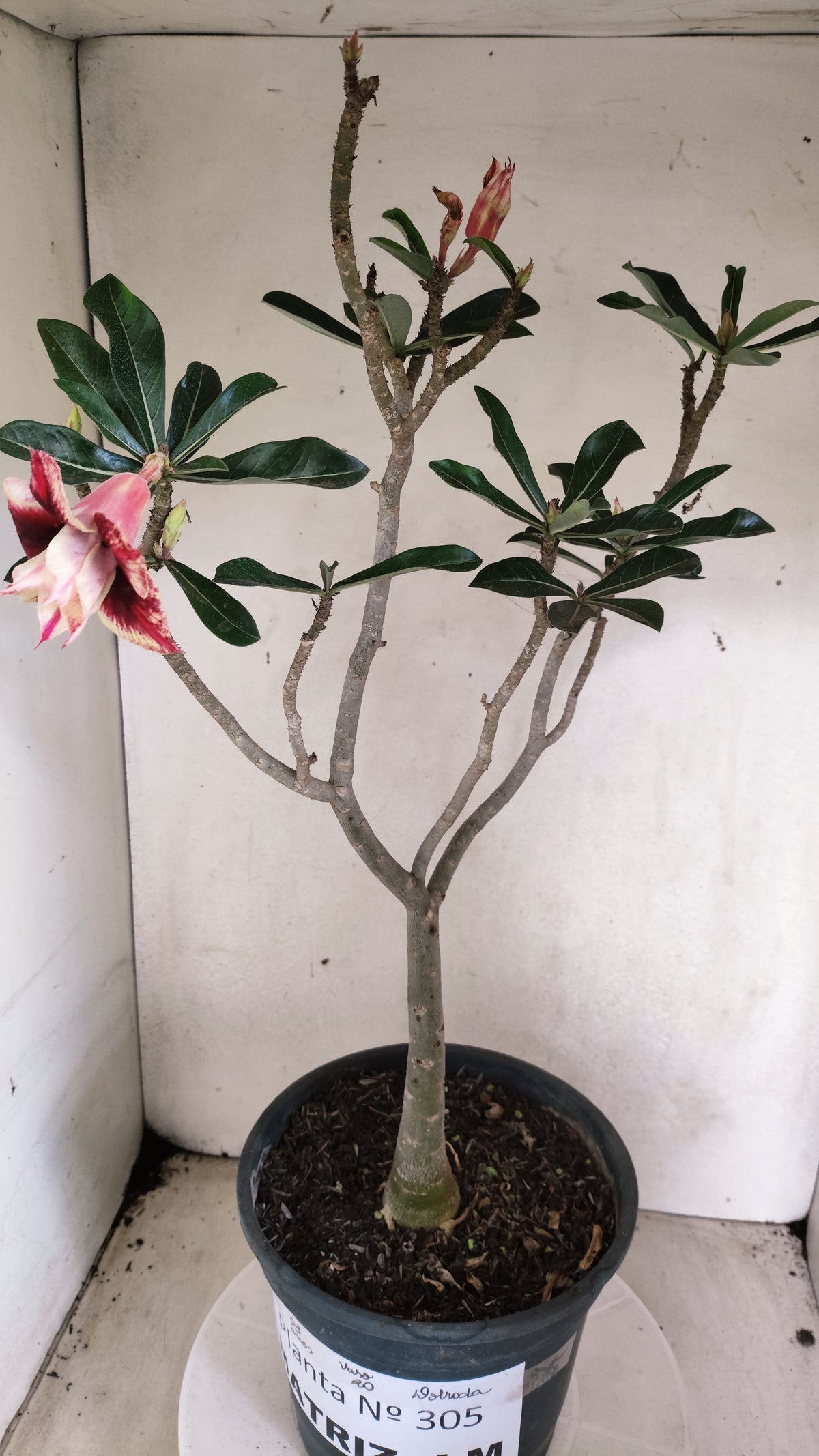 Matriz Planta Dobrada 305 –  55cm – 03 anos - Vaso 20