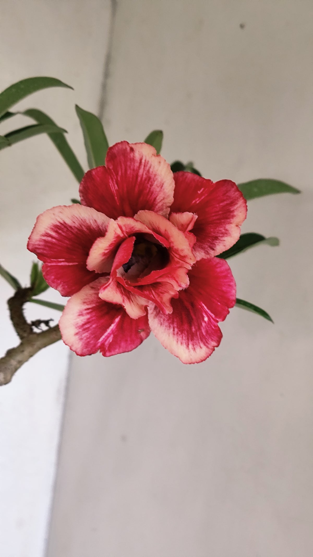 Matriz Planta Dobrada 306 –  45cm – 03 anos - Vaso 17