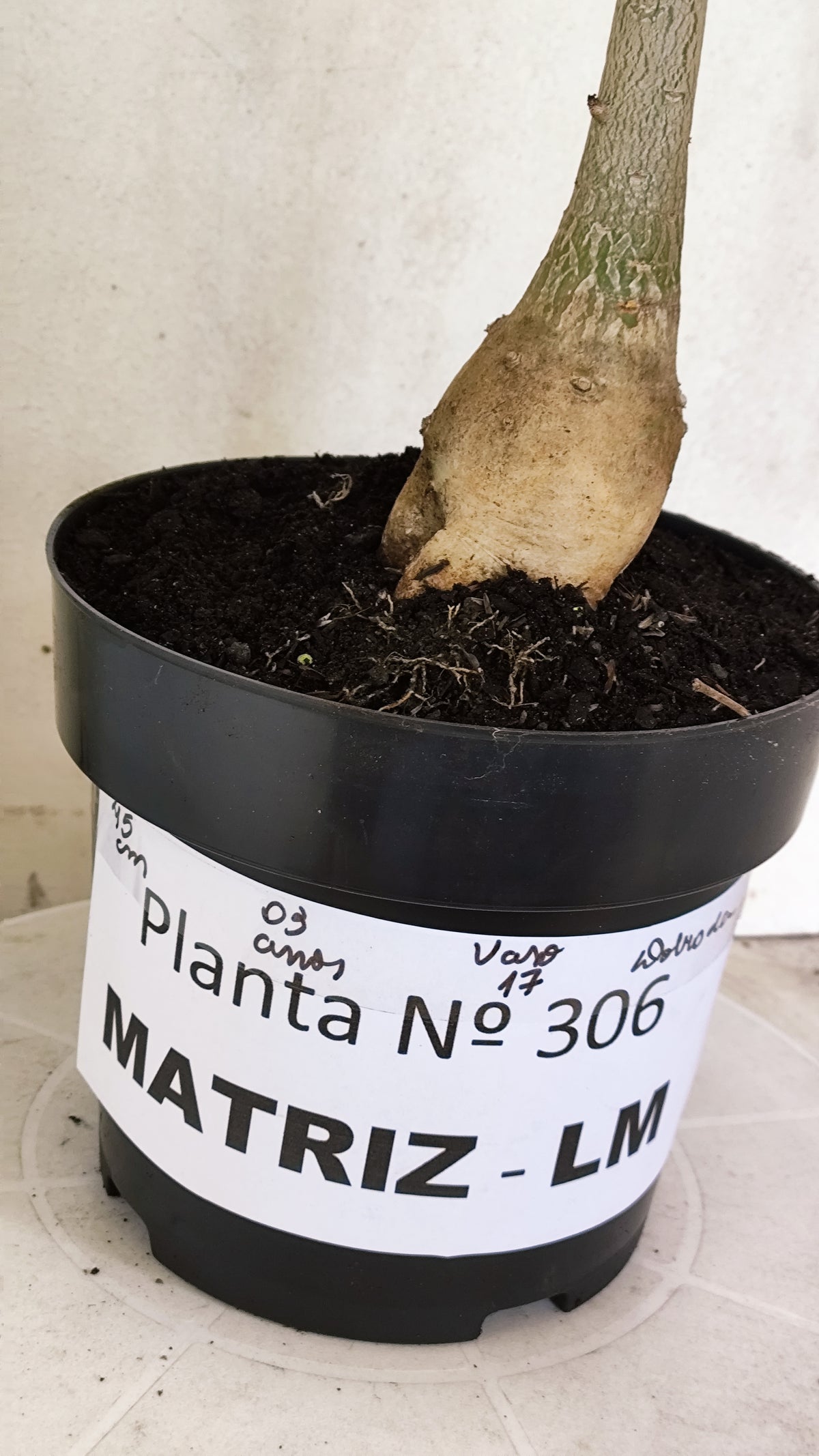 Matriz Planta Dobrada 306 –  45cm – 03 anos - Vaso 17