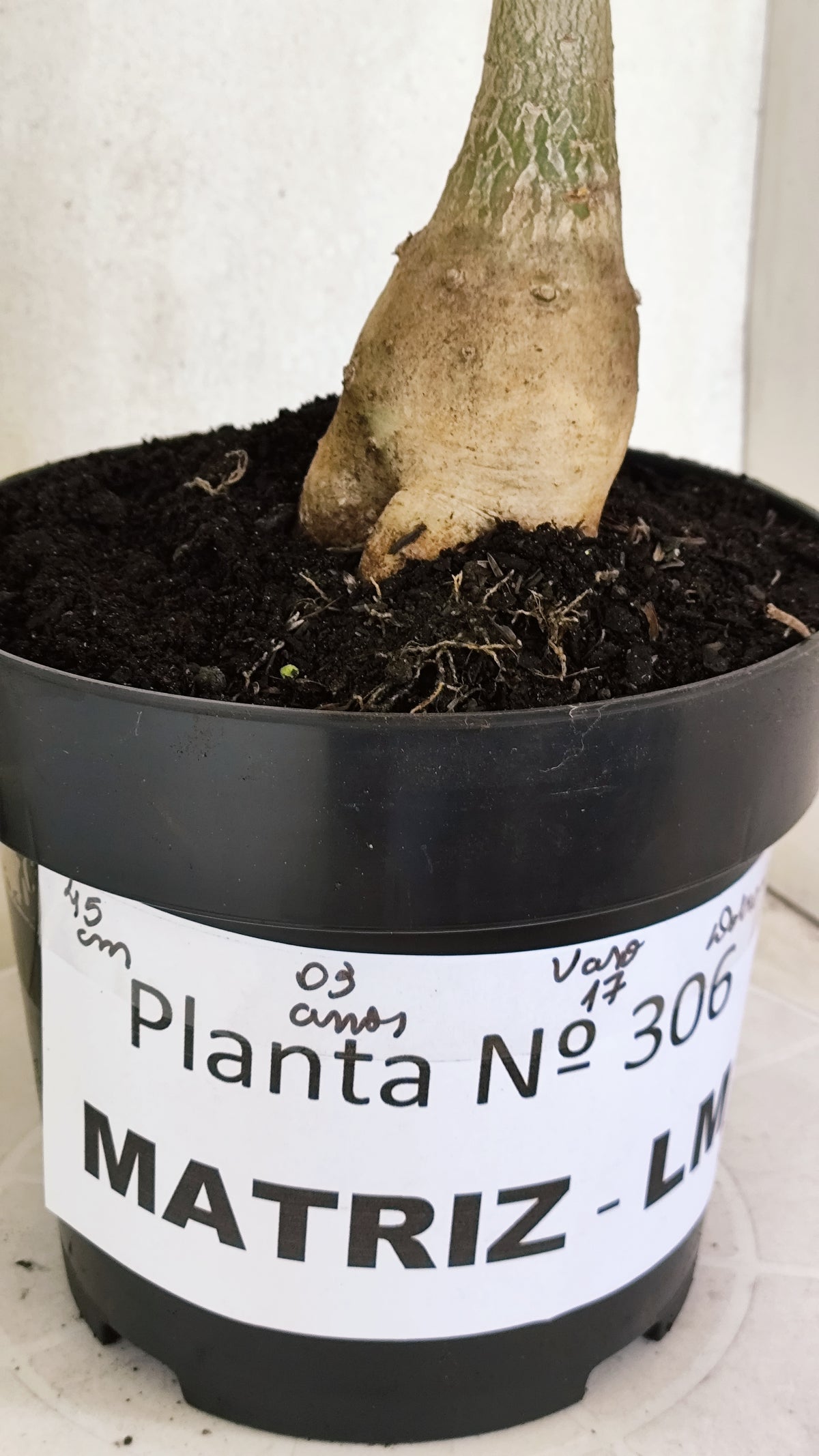 Matriz Planta Dobrada 306 –  45cm – 03 anos - Vaso 17
