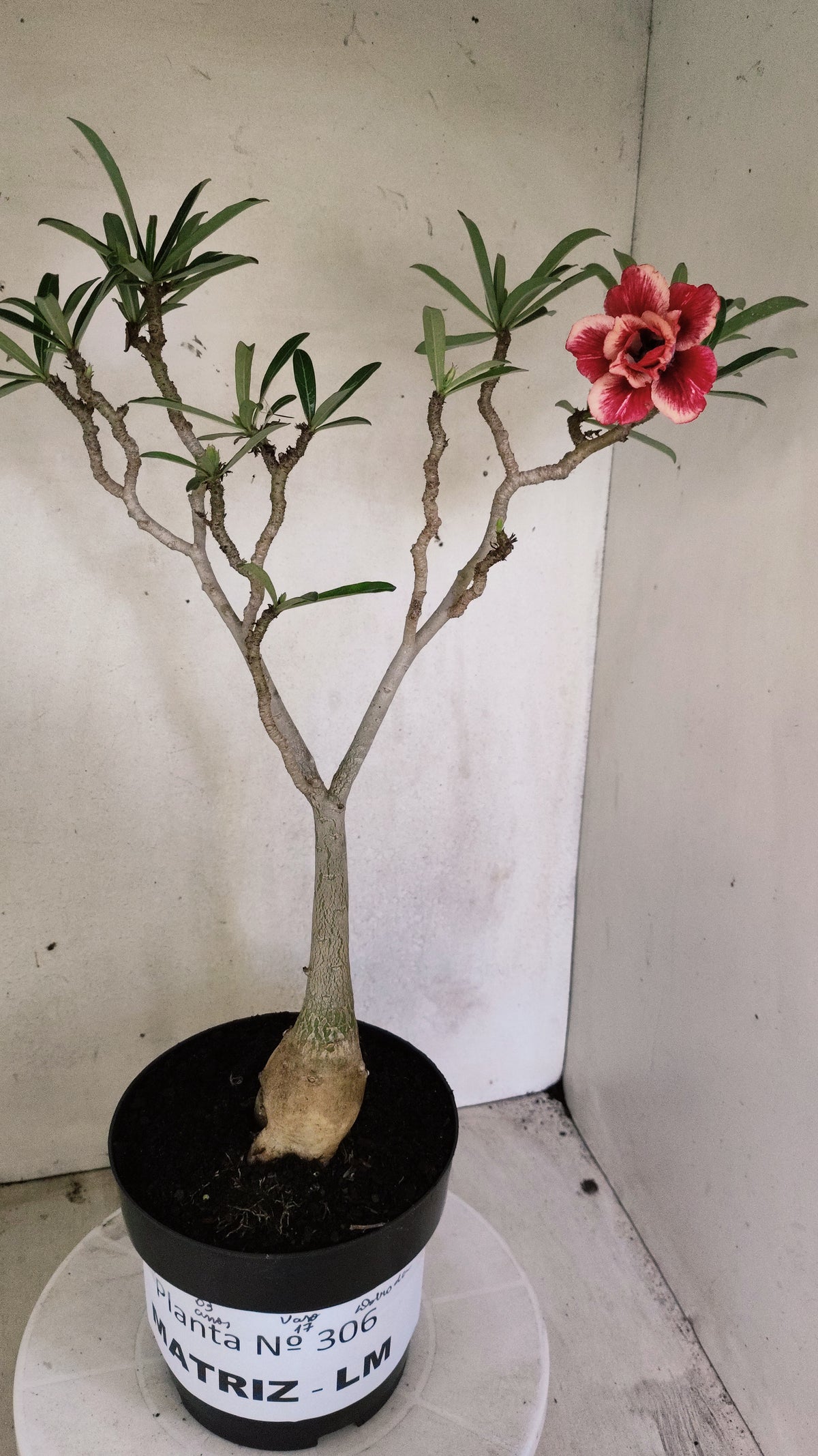 Matriz Planta Dobrada 306 –  45cm – 03 anos - Vaso 17