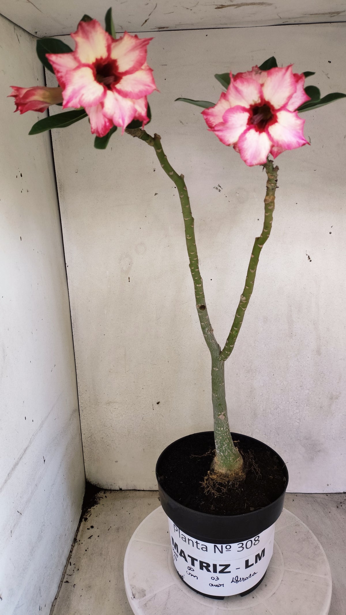 Matriz Planta Dobrada 308 –  50cm – 03 anos - Vaso 17