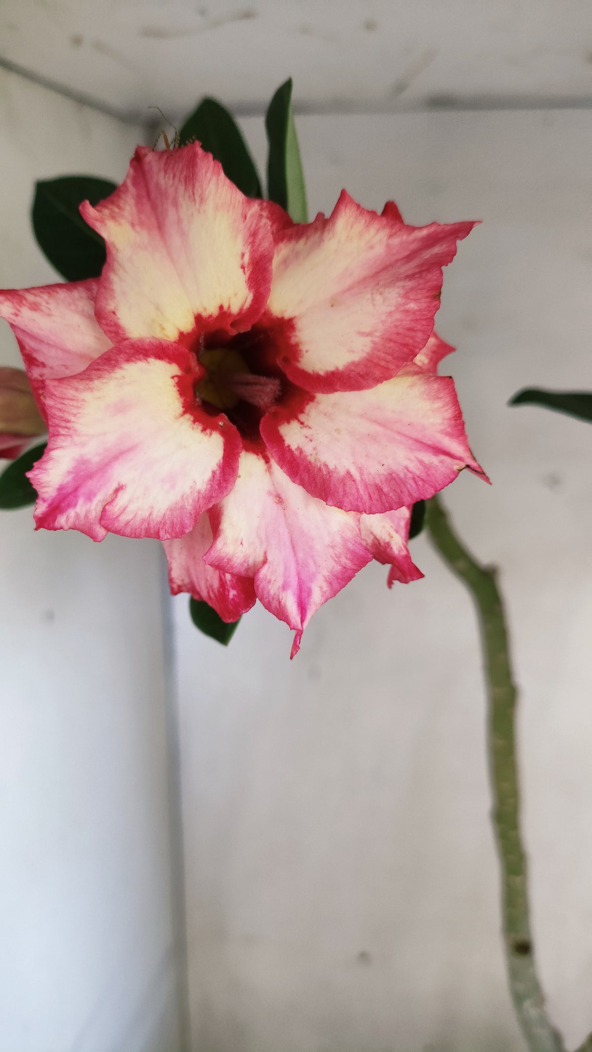 Matriz Planta Dobrada 308 –  50cm – 03 anos - Vaso 17