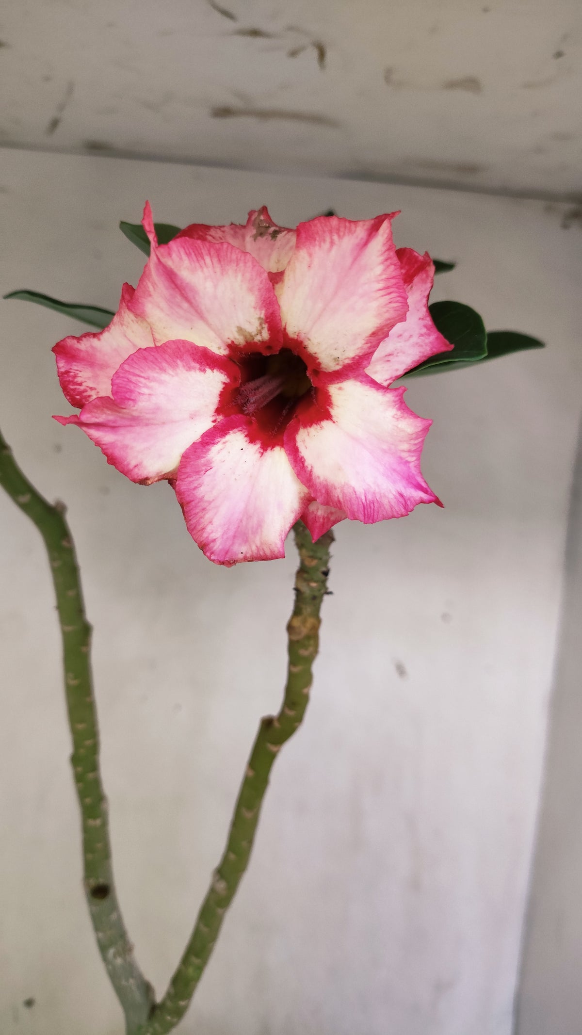 Matriz Planta Dobrada 308 –  50cm – 03 anos - Vaso 17