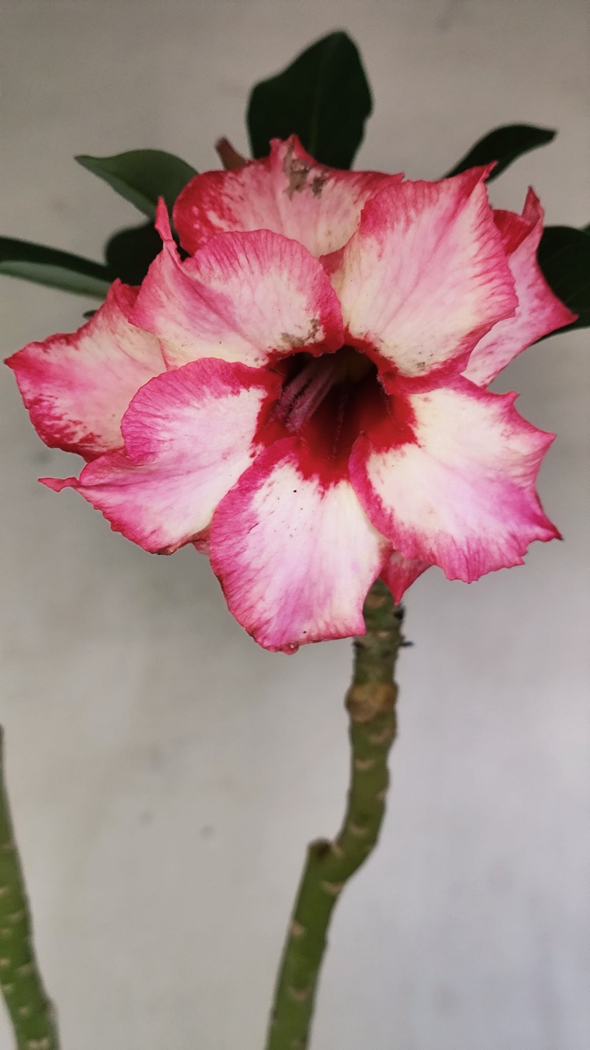 Matriz Planta Dobrada 308 –  50cm – 03 anos - Vaso 17