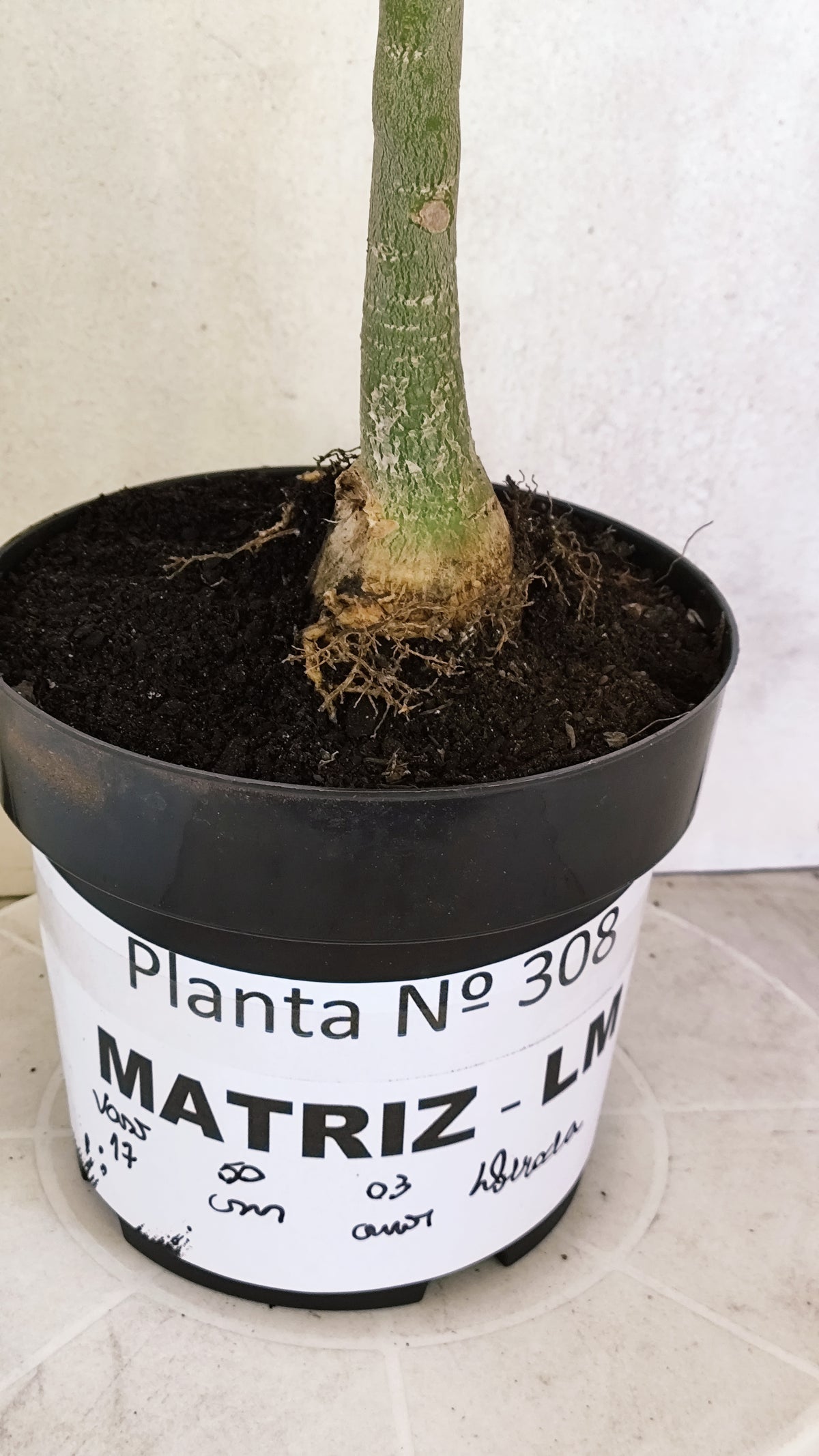 Matriz Planta Dobrada 308 –  50cm – 03 anos - Vaso 17