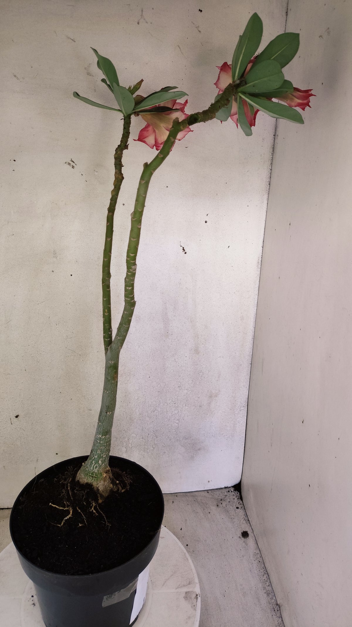 Matriz Planta Dobrada 308 –  50cm – 03 anos - Vaso 17