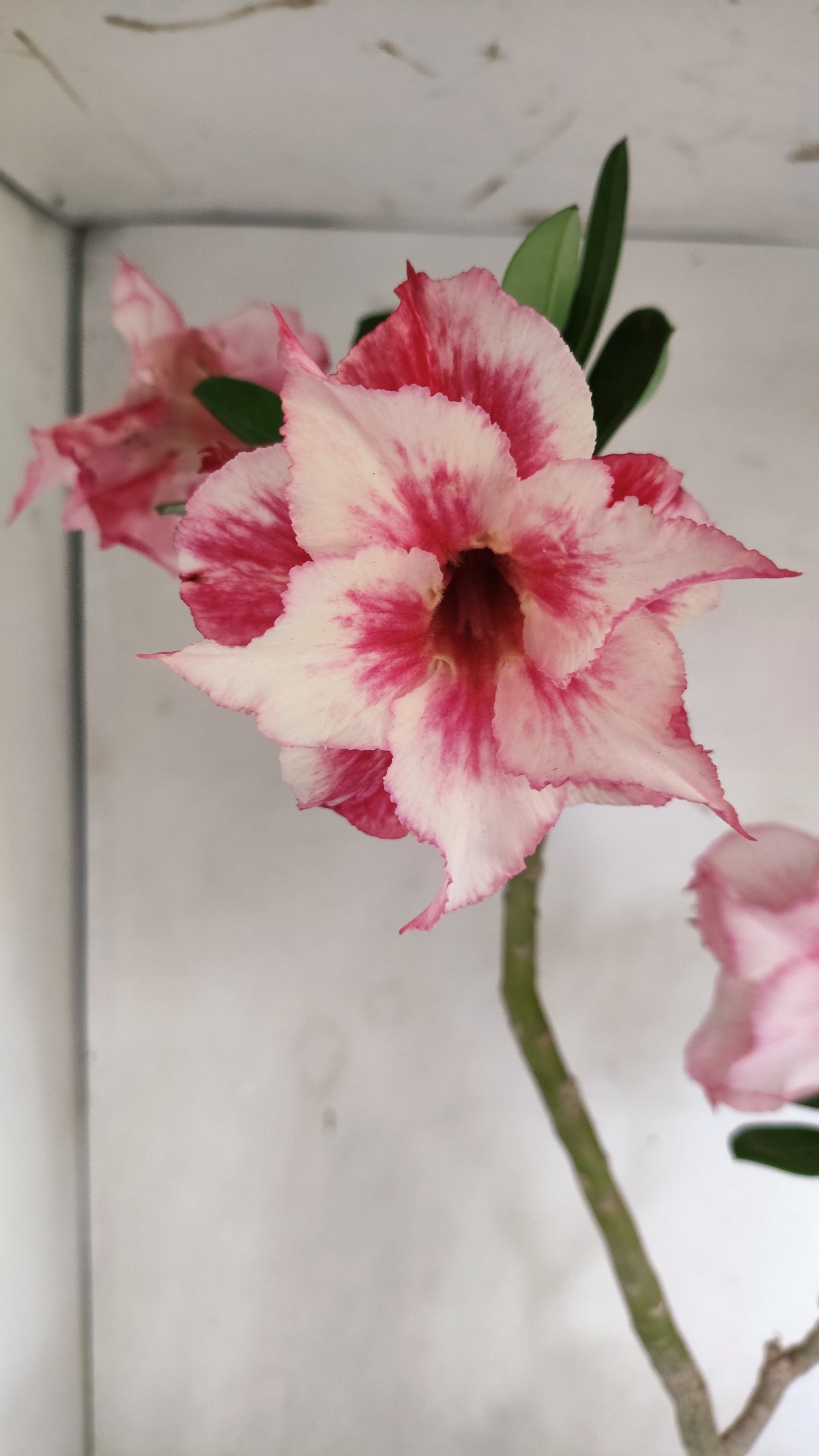 Matriz Planta Dobrada 310 –  60cm – 06 anos - Vaso 17
