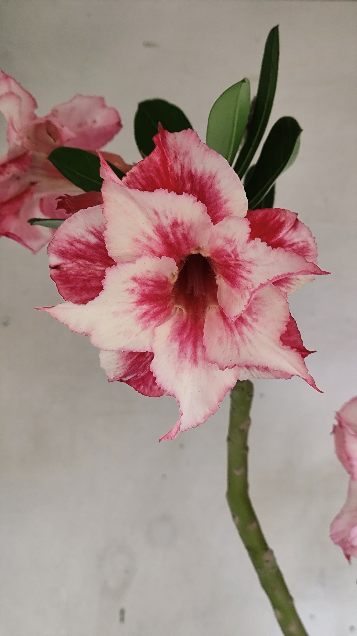 Matriz Planta Dobrada 310 –  60cm – 06 anos - Vaso 17