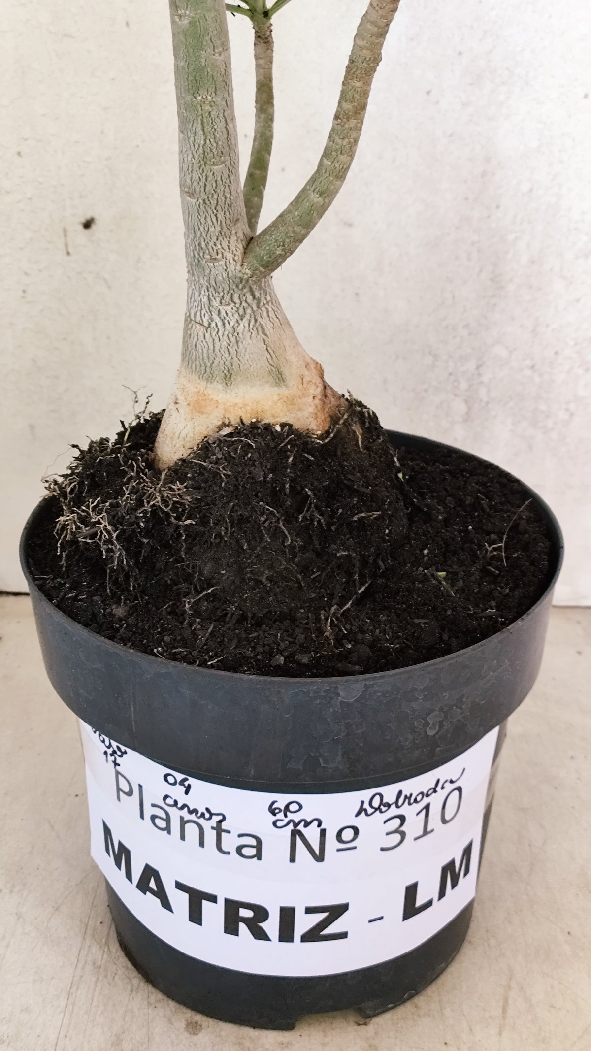 Matriz Planta Dobrada 310 –  60cm – 06 anos - Vaso 17