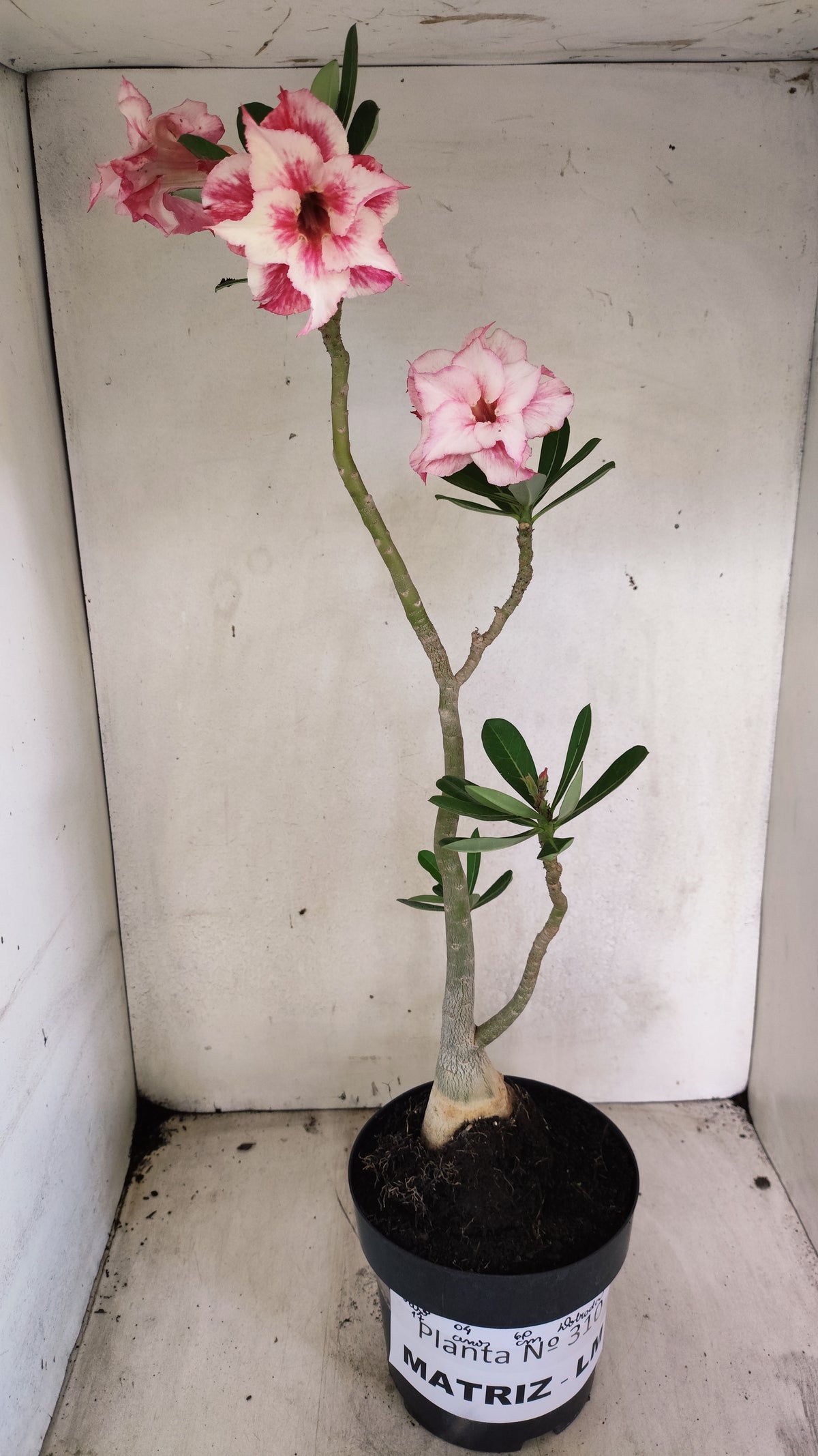 Matriz Planta Dobrada 310 –  60cm – 06 anos - Vaso 17
