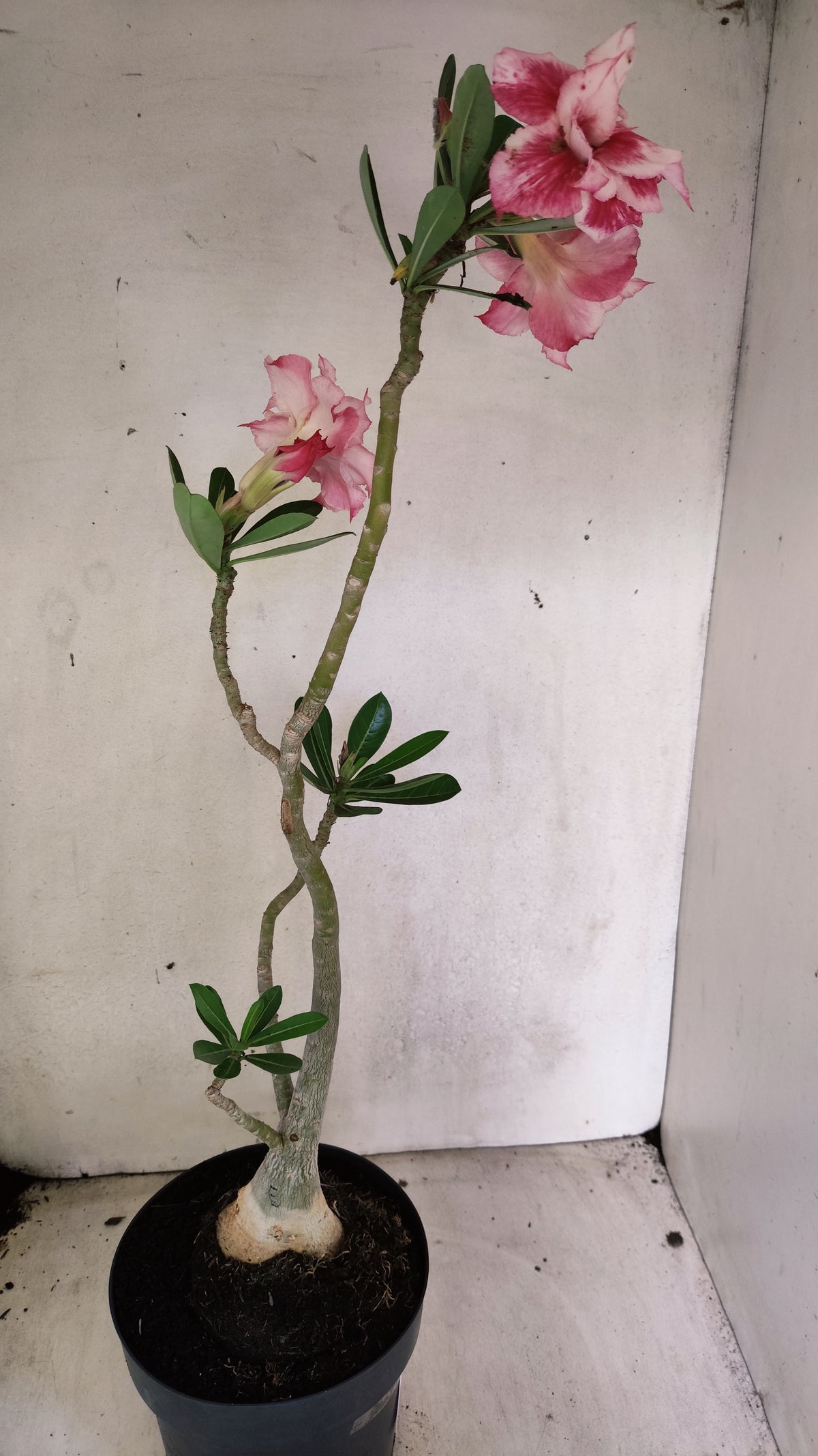 Matriz Planta Dobrada 310 –  60cm – 06 anos - Vaso 17