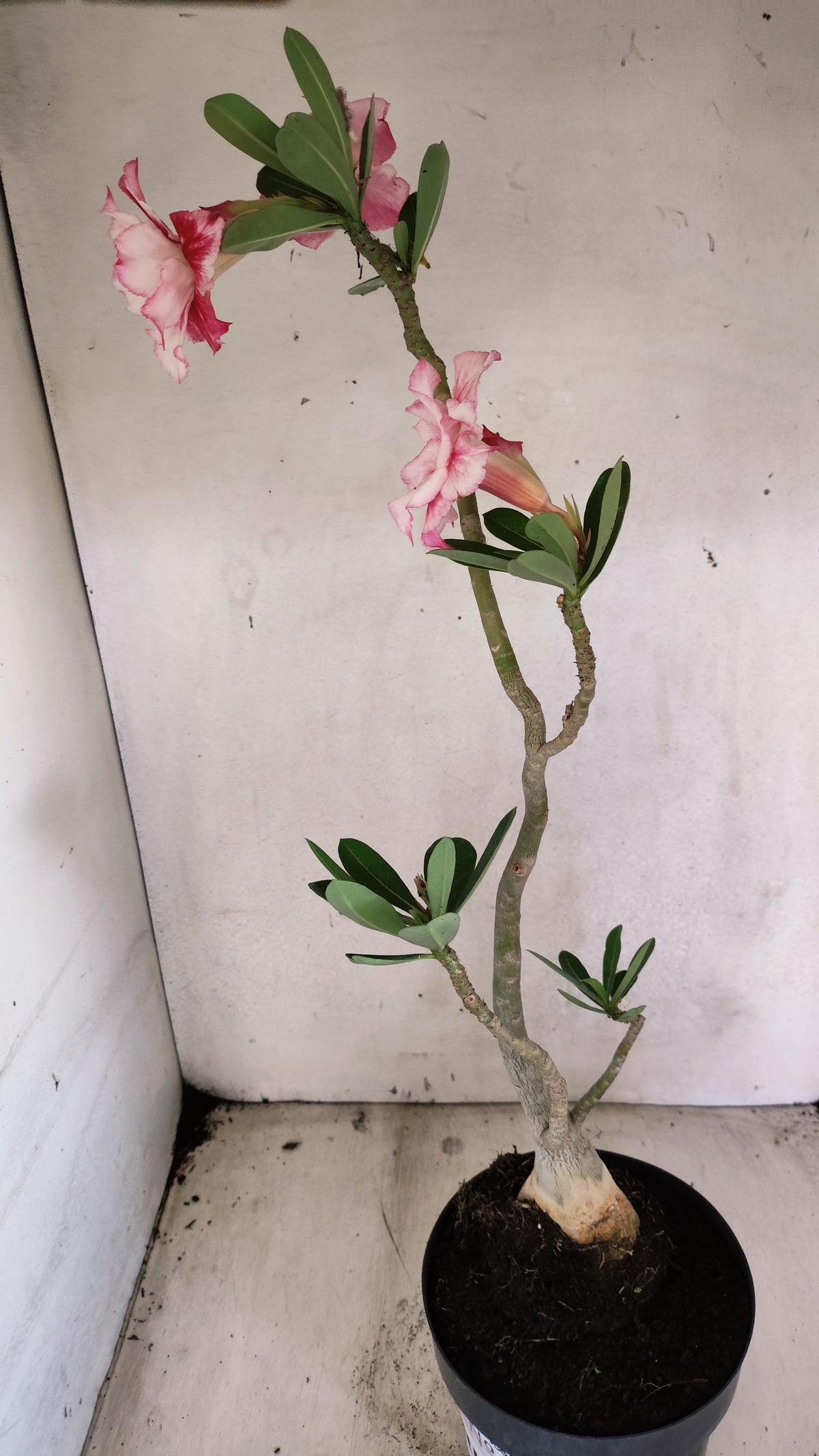 Matriz Planta Dobrada 310 –  60cm – 06 anos - Vaso 17