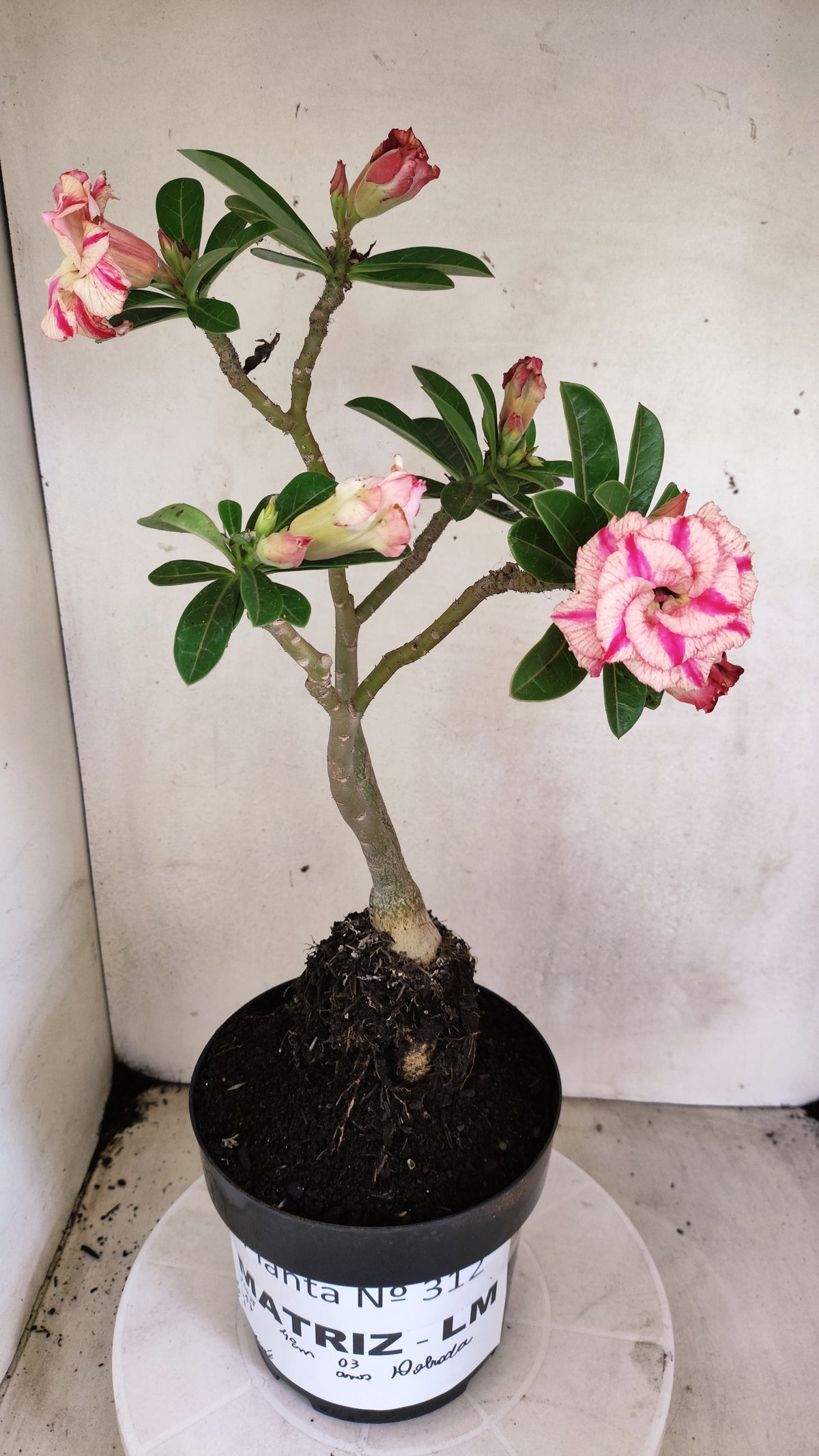 Matriz Planta Dobrada 312 –  40cm – 03 anos - Vaso 17