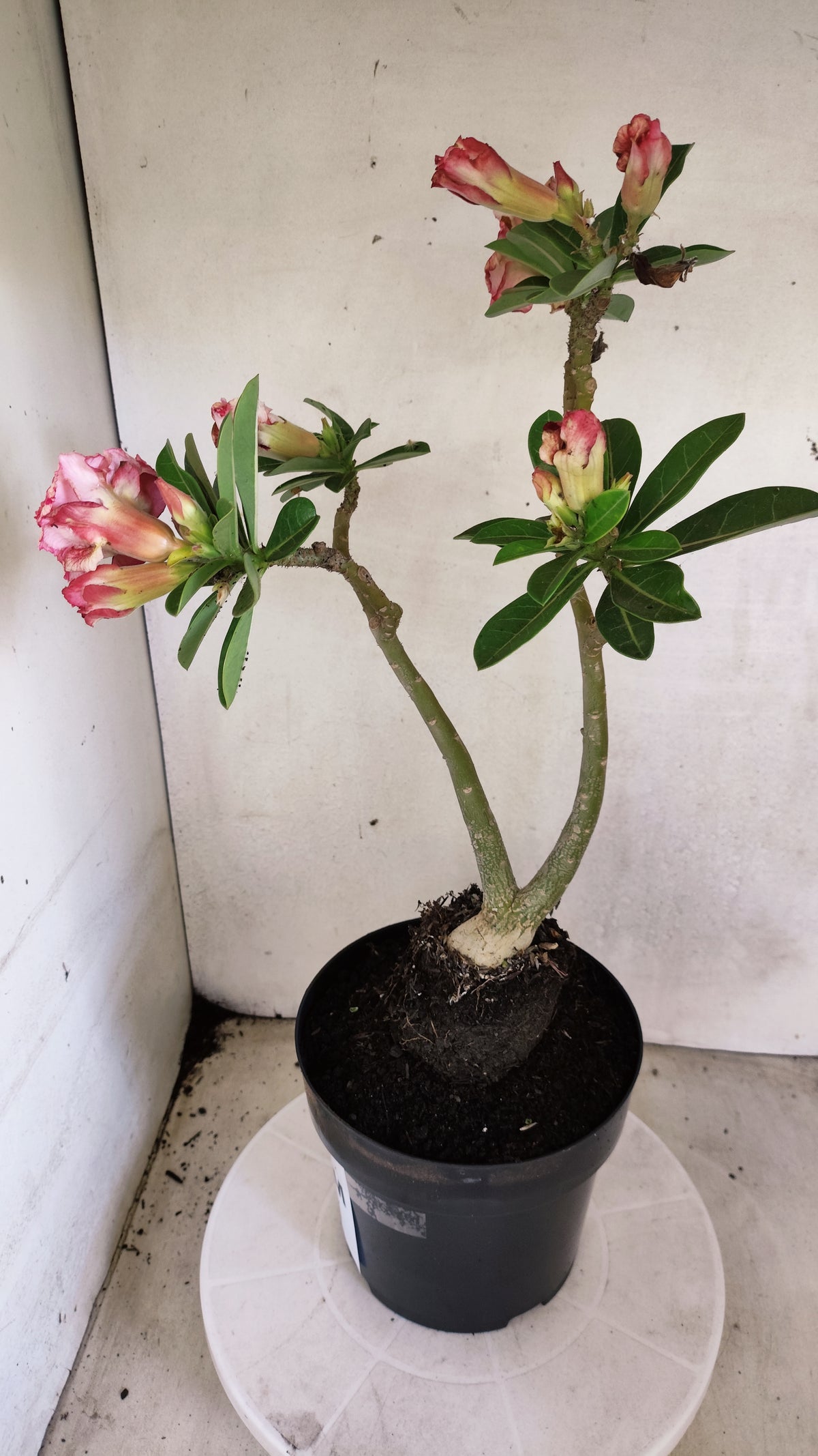 Matriz Planta Dobrada 312 –  40cm – 03 anos - Vaso 17