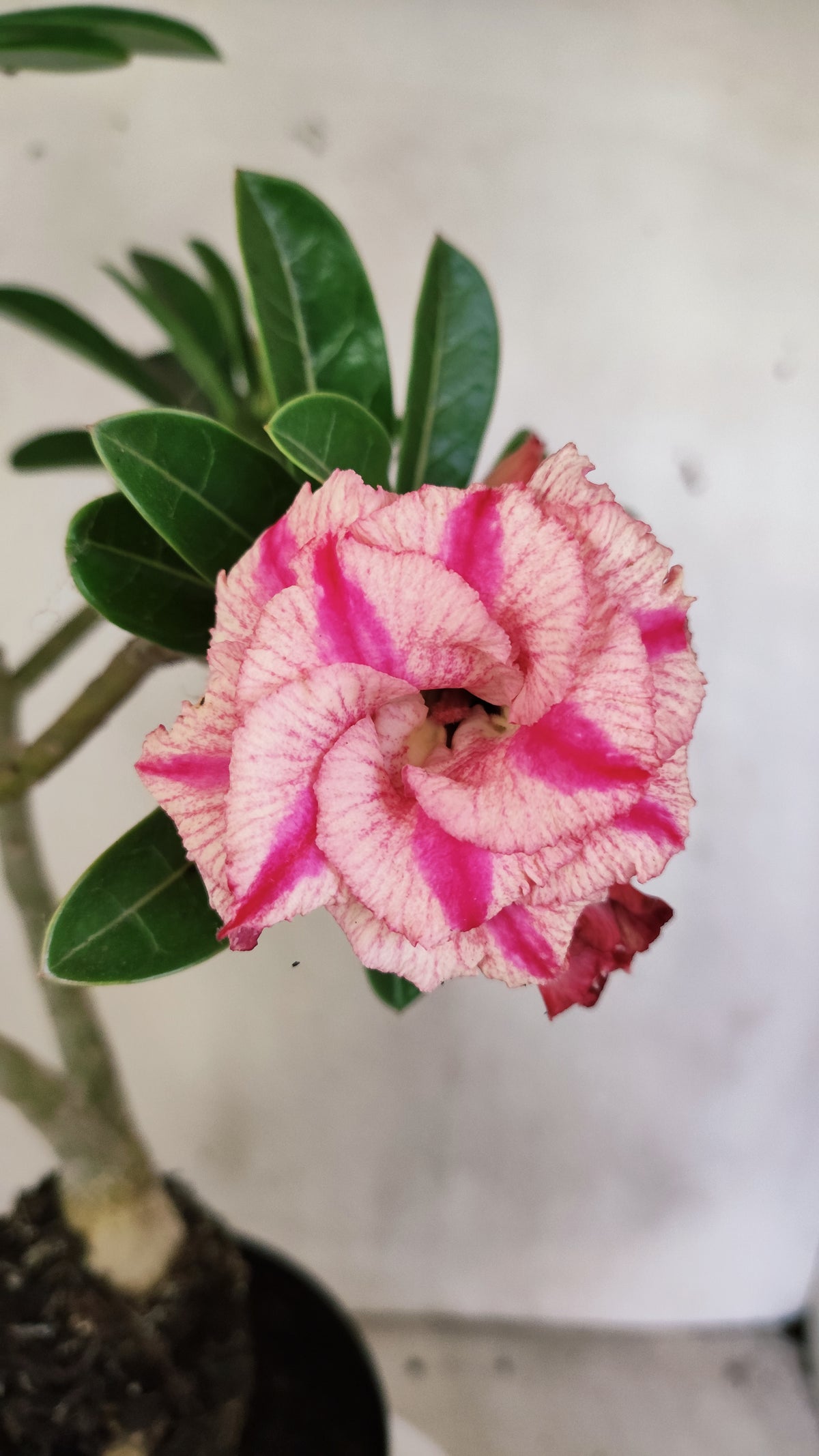 Matriz Planta Dobrada 312 –  40cm – 03 anos - Vaso 17