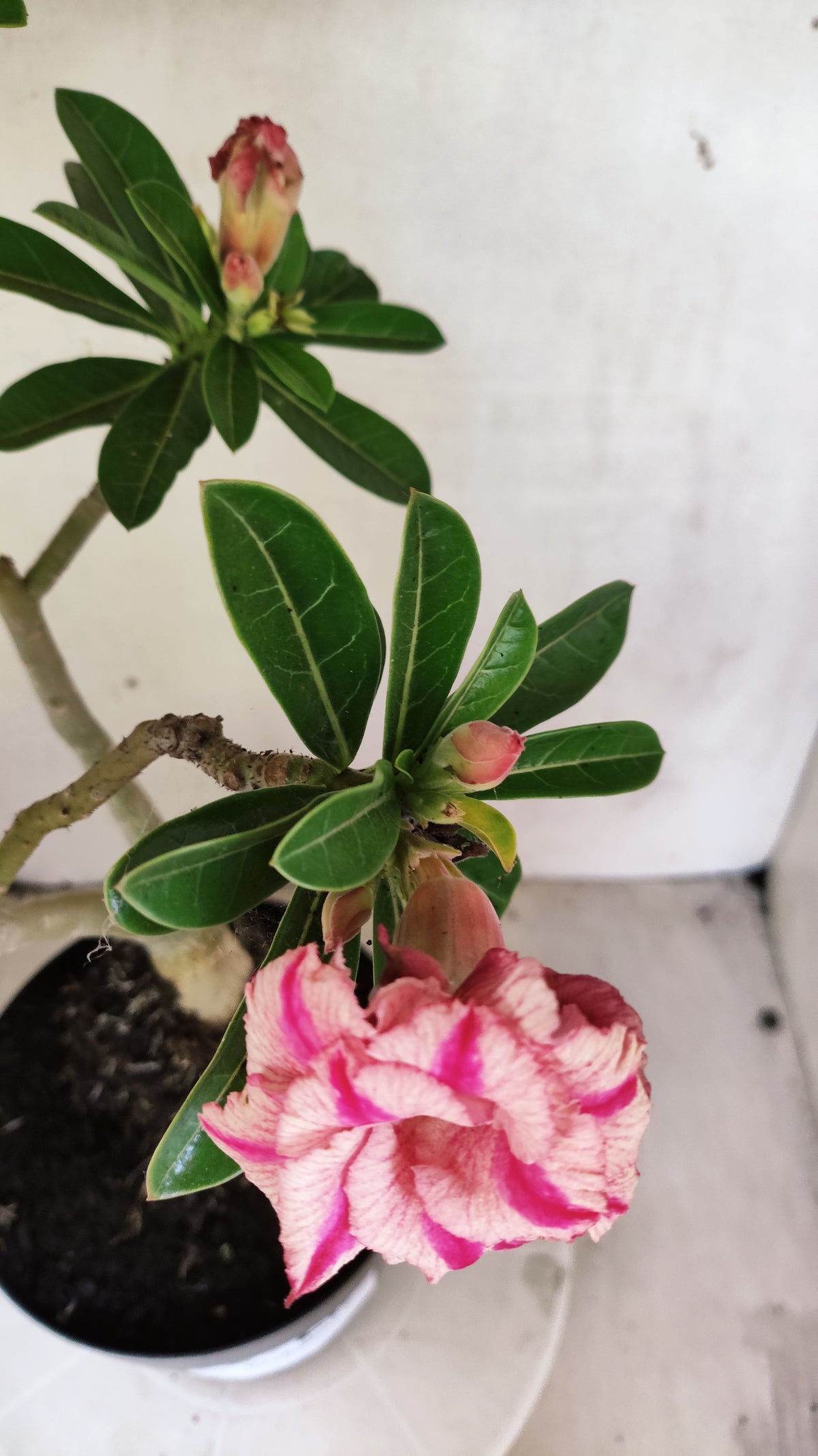 Matriz Planta Dobrada 312 –  40cm – 03 anos - Vaso 17