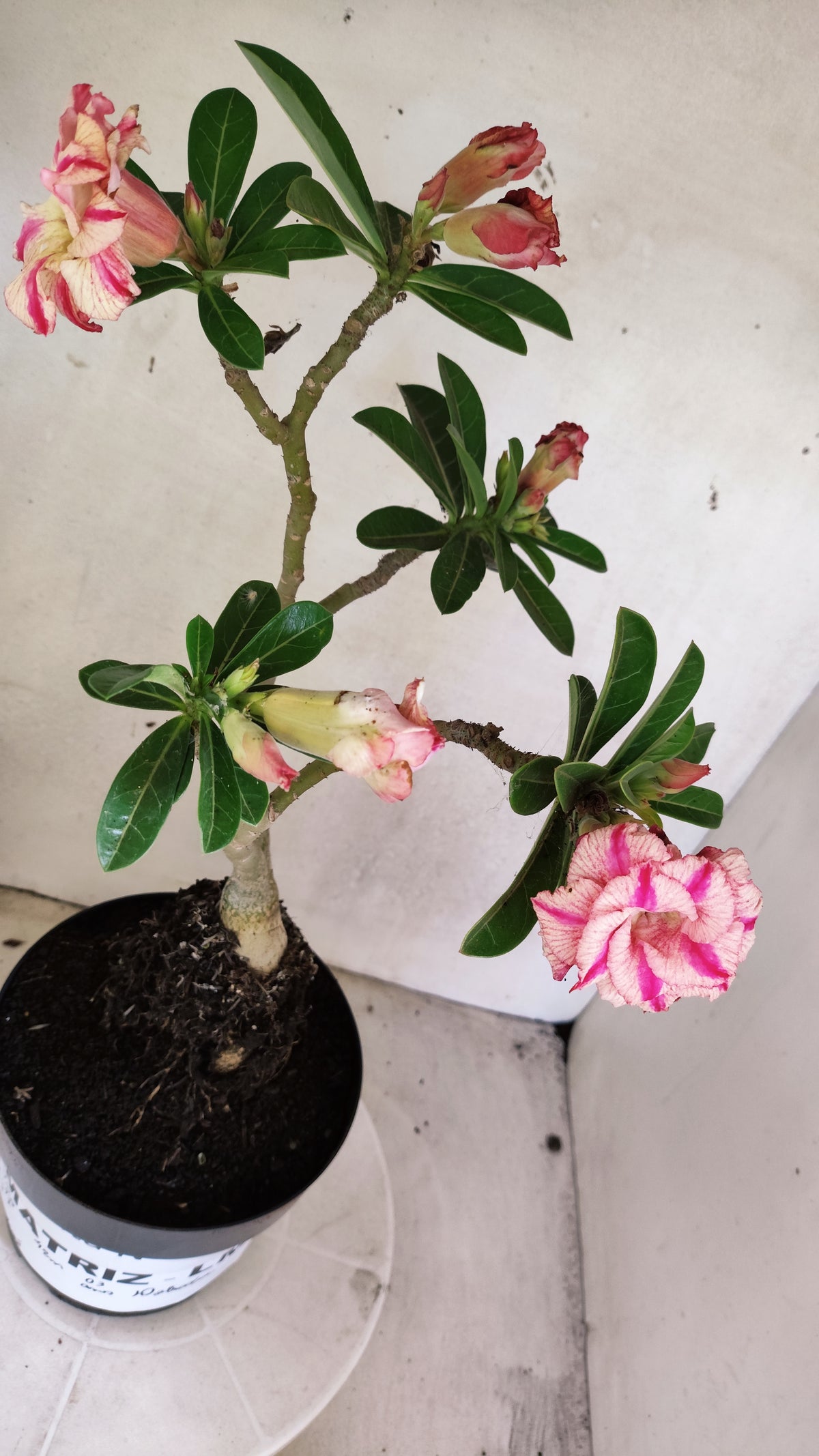 Matriz Planta Dobrada 312 –  40cm – 03 anos - Vaso 17