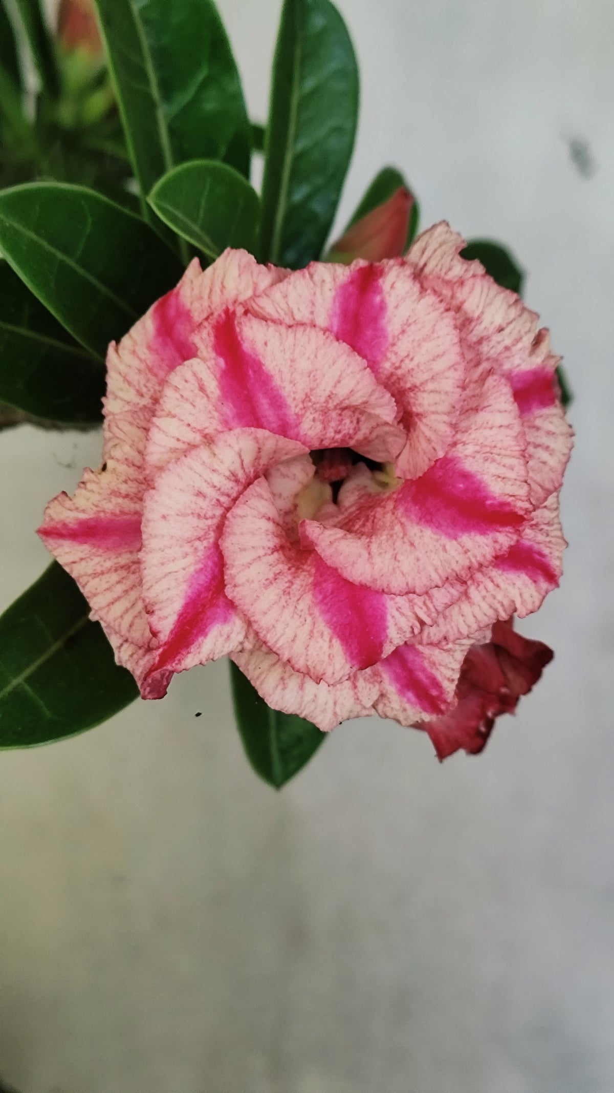 Matriz Planta Dobrada 312 –  40cm – 03 anos - Vaso 17