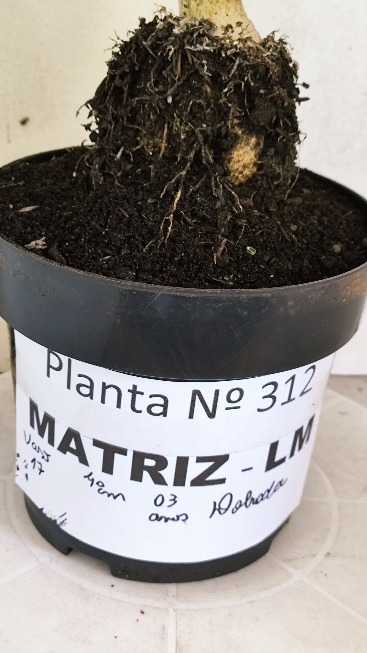 Matriz Planta Dobrada 312 –  40cm – 03 anos - Vaso 17