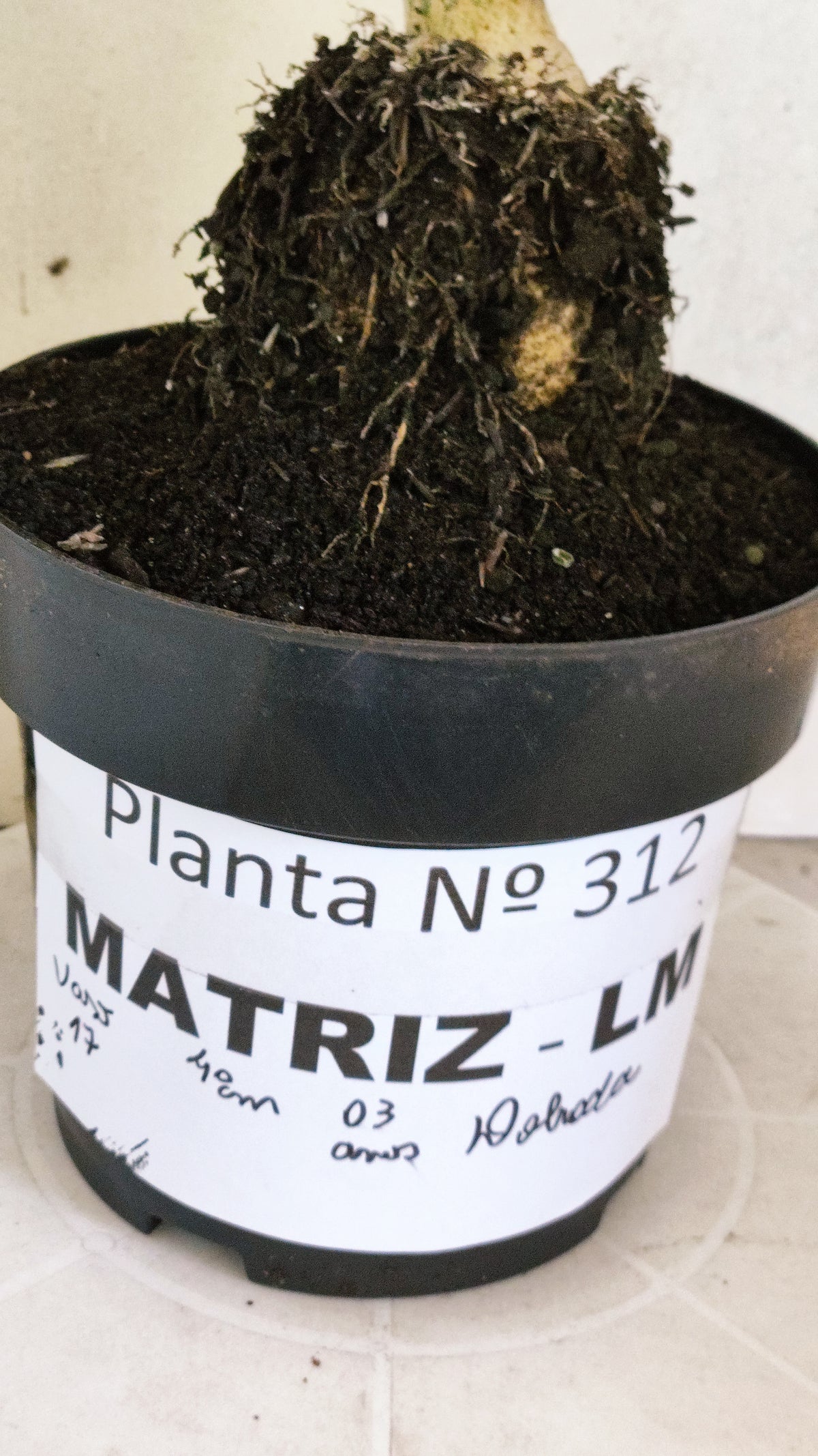 Matriz Planta Dobrada 312 –  40cm – 03 anos - Vaso 17