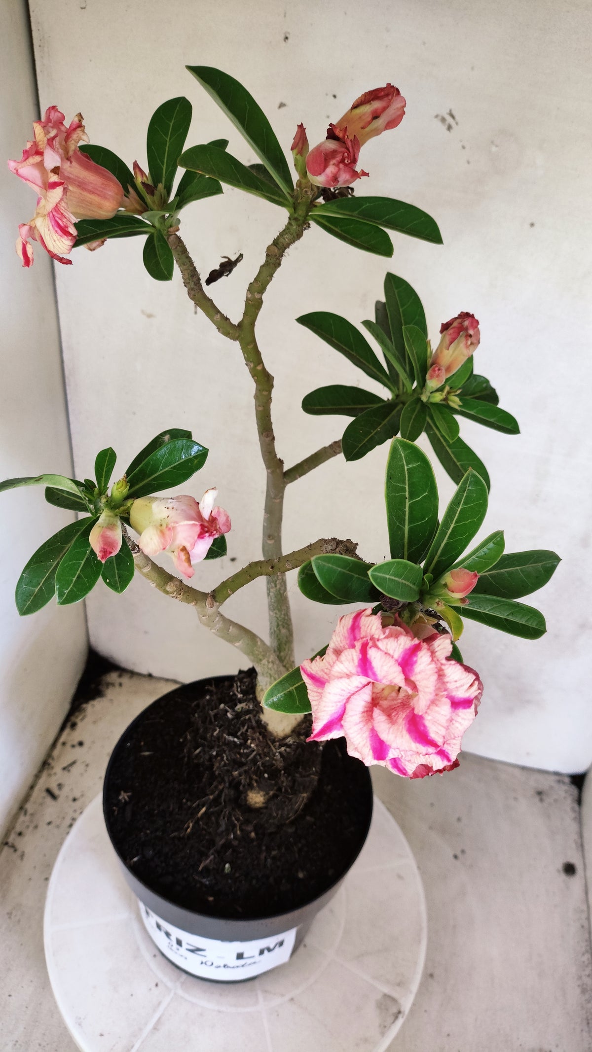 Matriz Planta Dobrada 312 –  40cm – 03 anos - Vaso 17