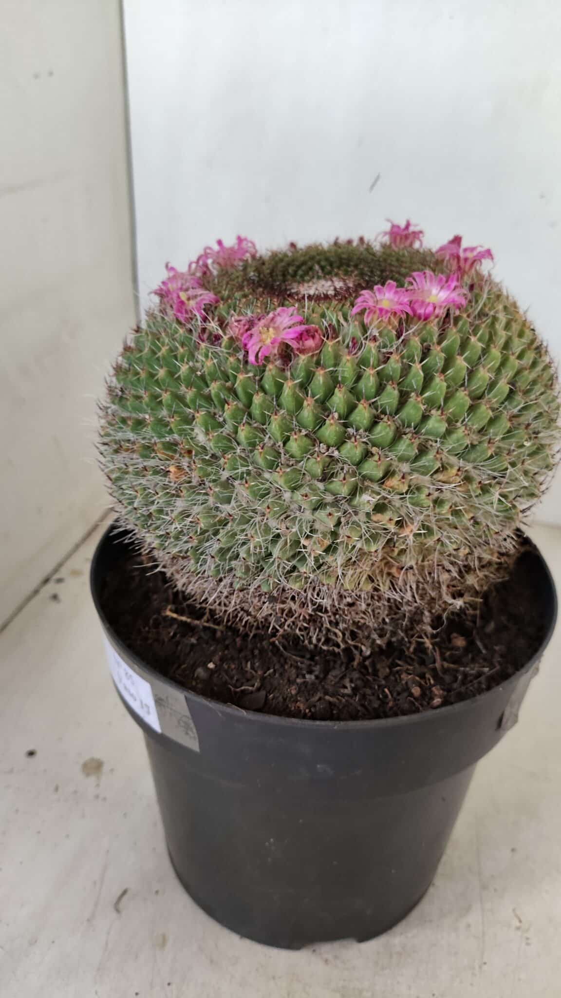 CACTOS Mammillaria Nº 85 – vaso 17 - foto 6