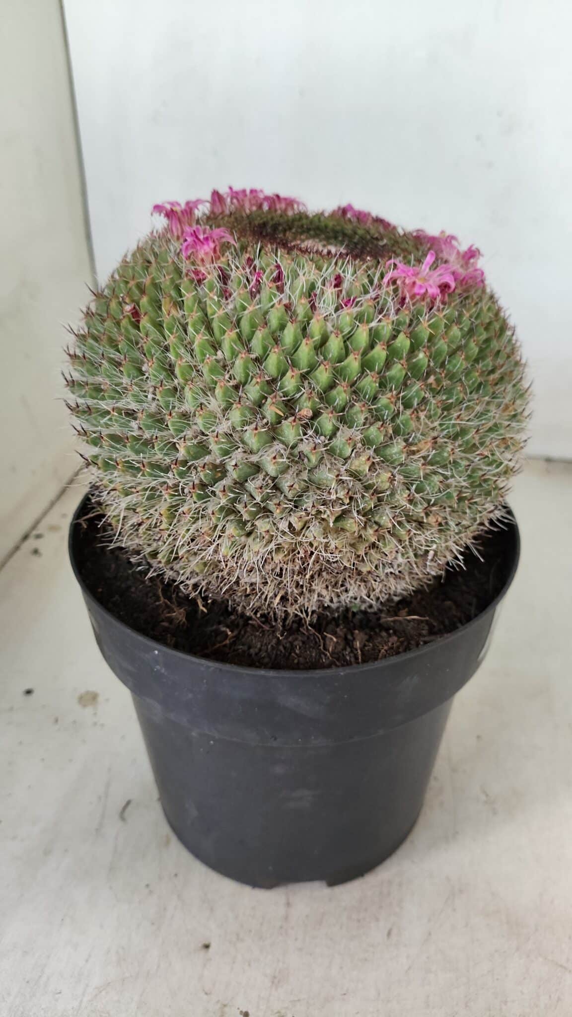 CACTOS Mammillaria Nº 85 – vaso 17 - foto 5