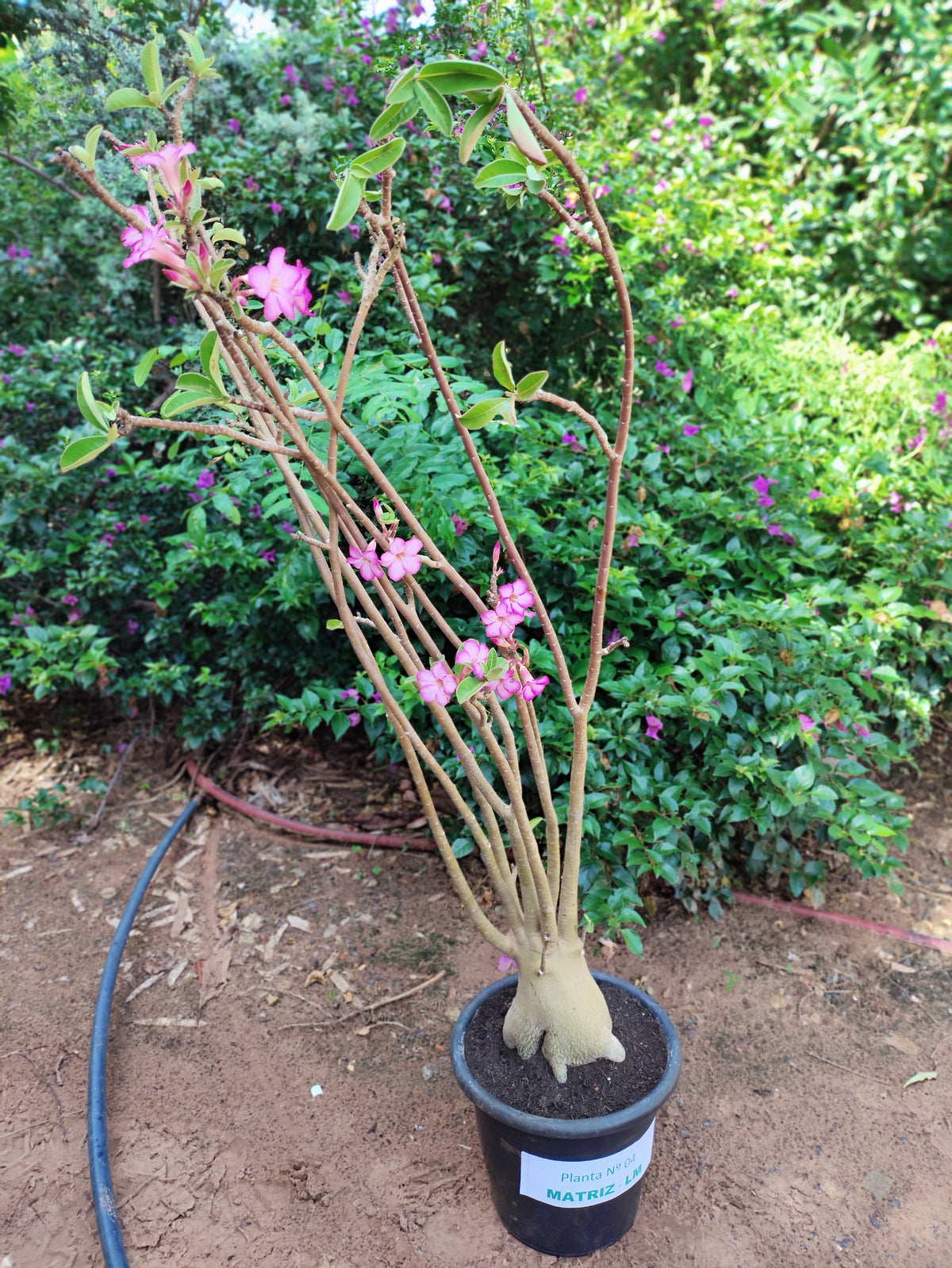 Planta ARABICUM 04 – 1,25m – 08 anos