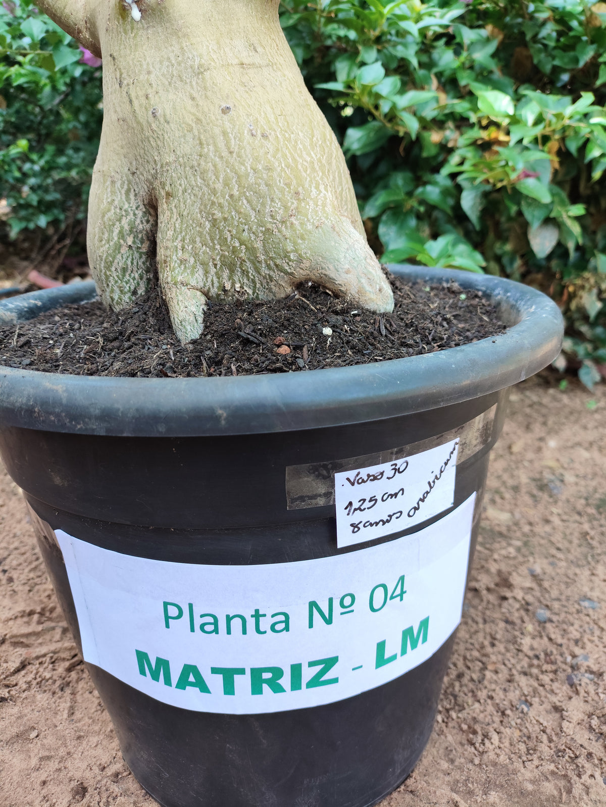 Planta ARABICUM 04 – 1,25m – 08 anos