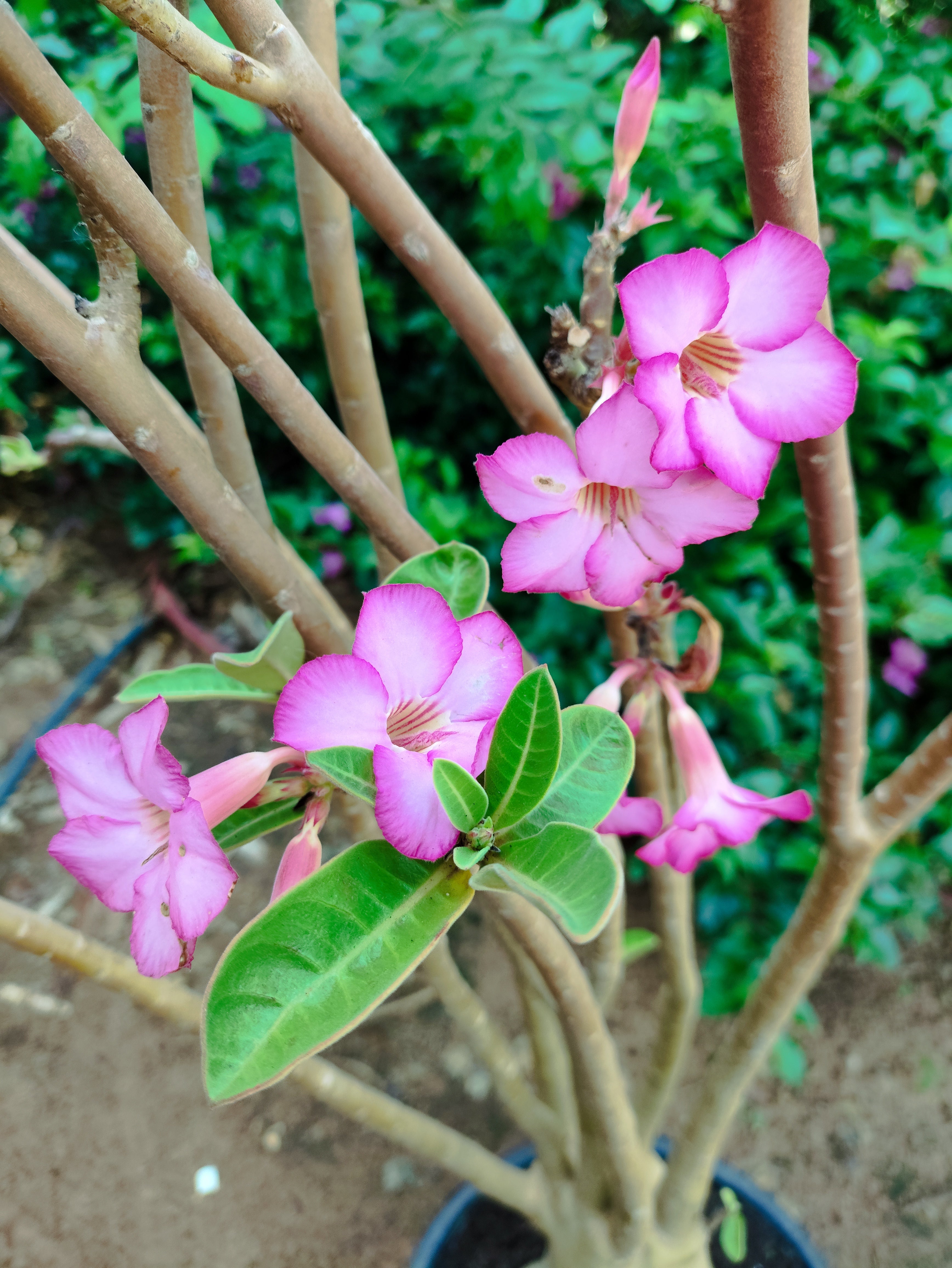 Planta ARABICUM 04 – 1,25m – 08 anos