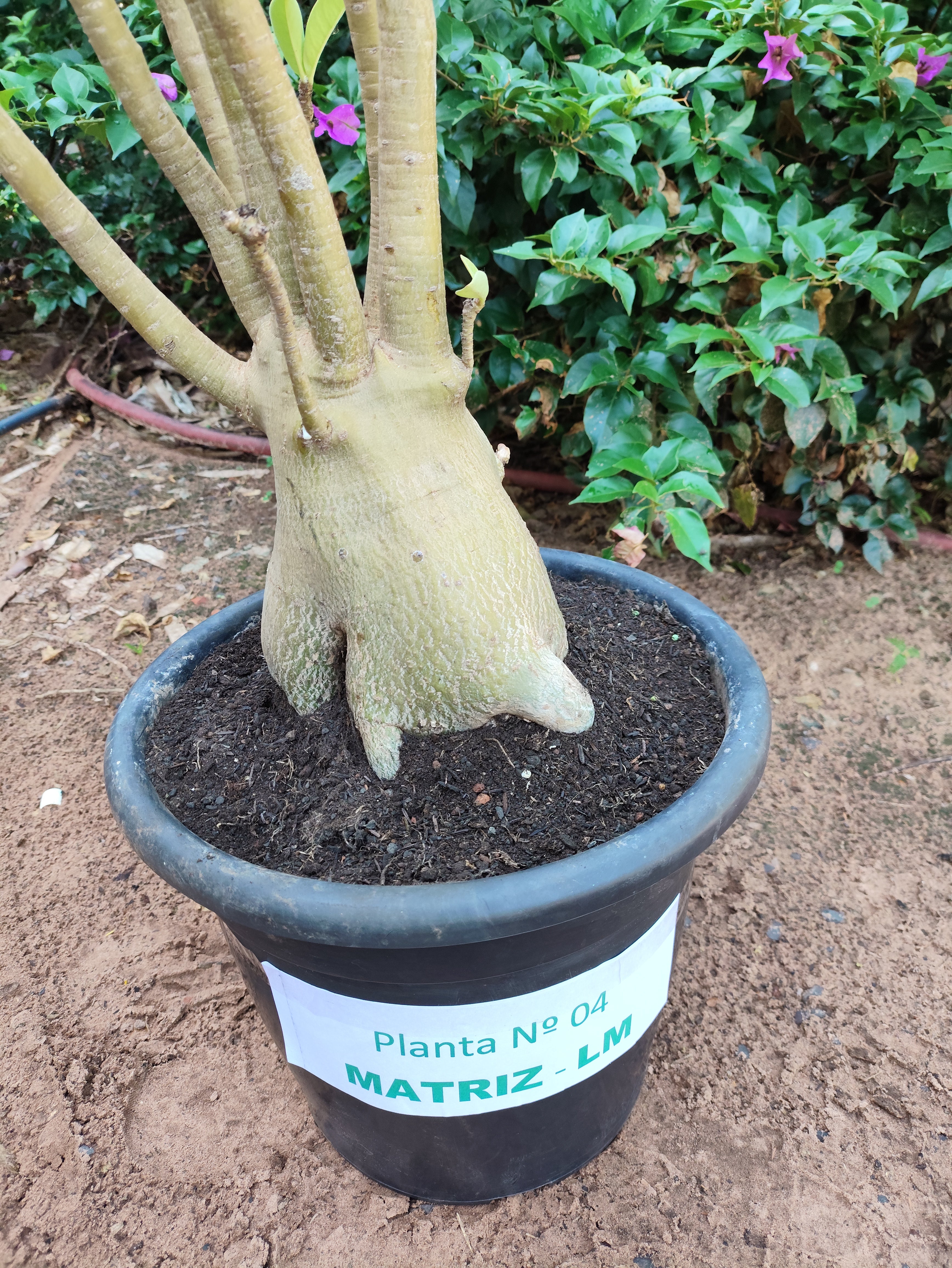 Planta ARABICUM 04 – 1,25m – 08 anos