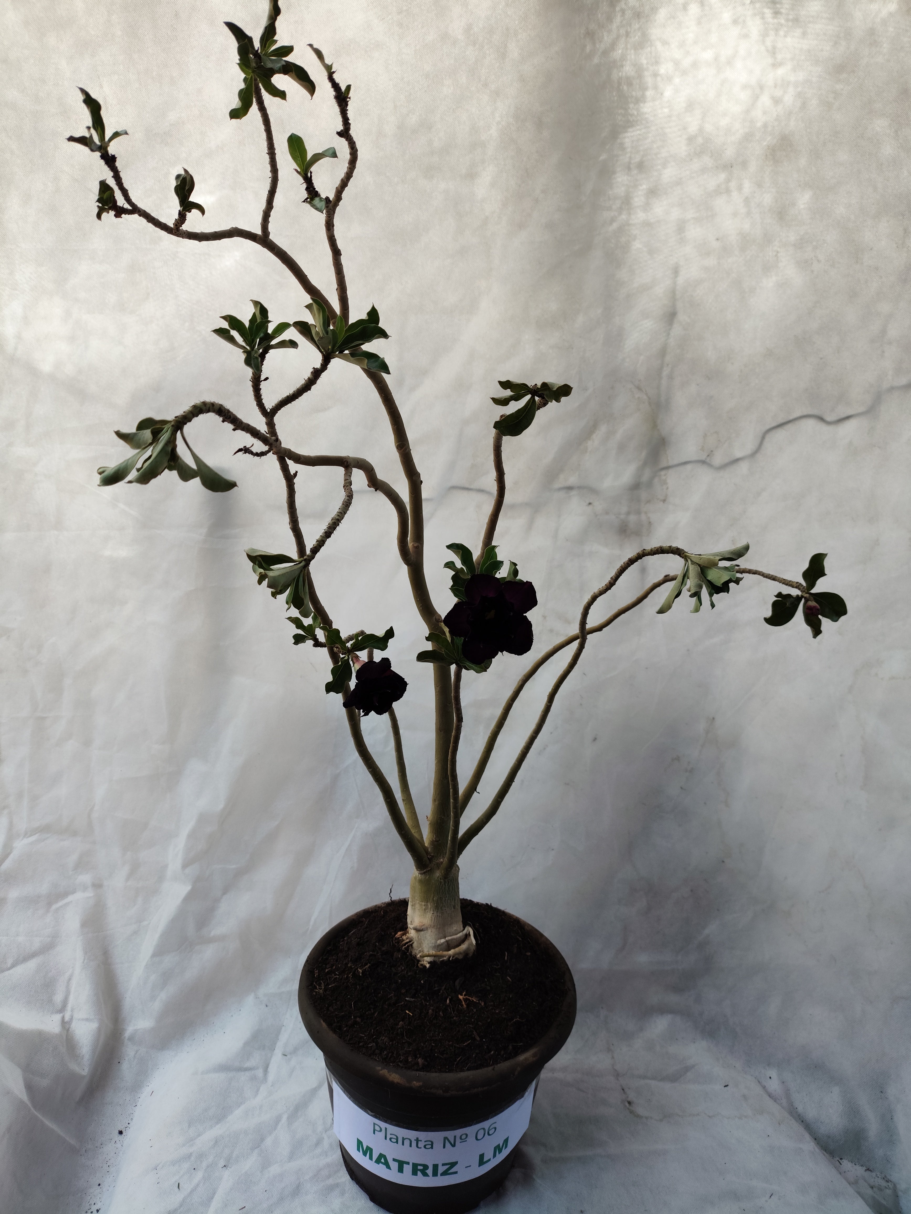 Planta MATRIZ Dobrada Nº 06 – 75cm – 04 anos