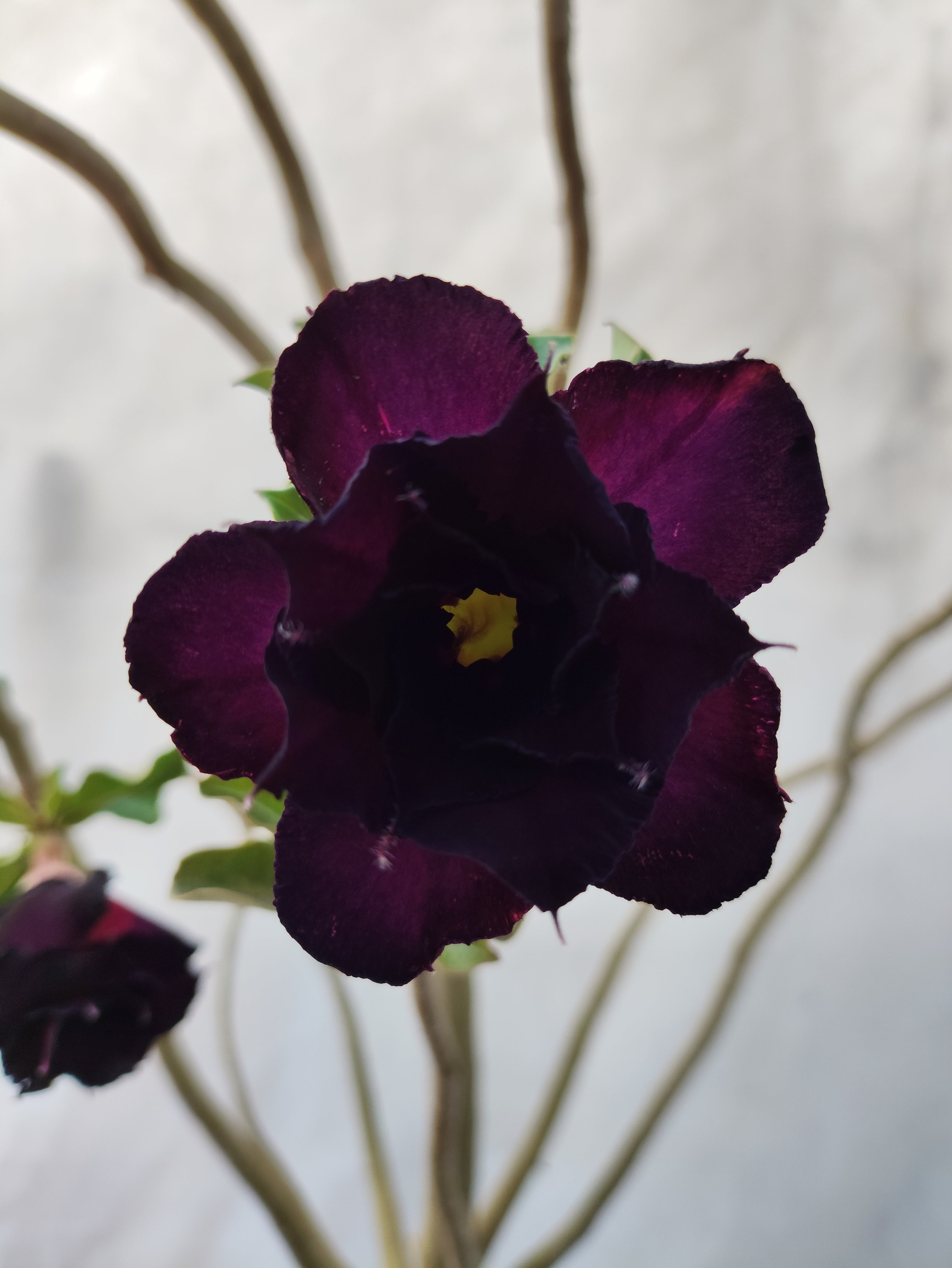 Planta MATRIZ Dobrada Nº 06 – 75cm – 04 anos