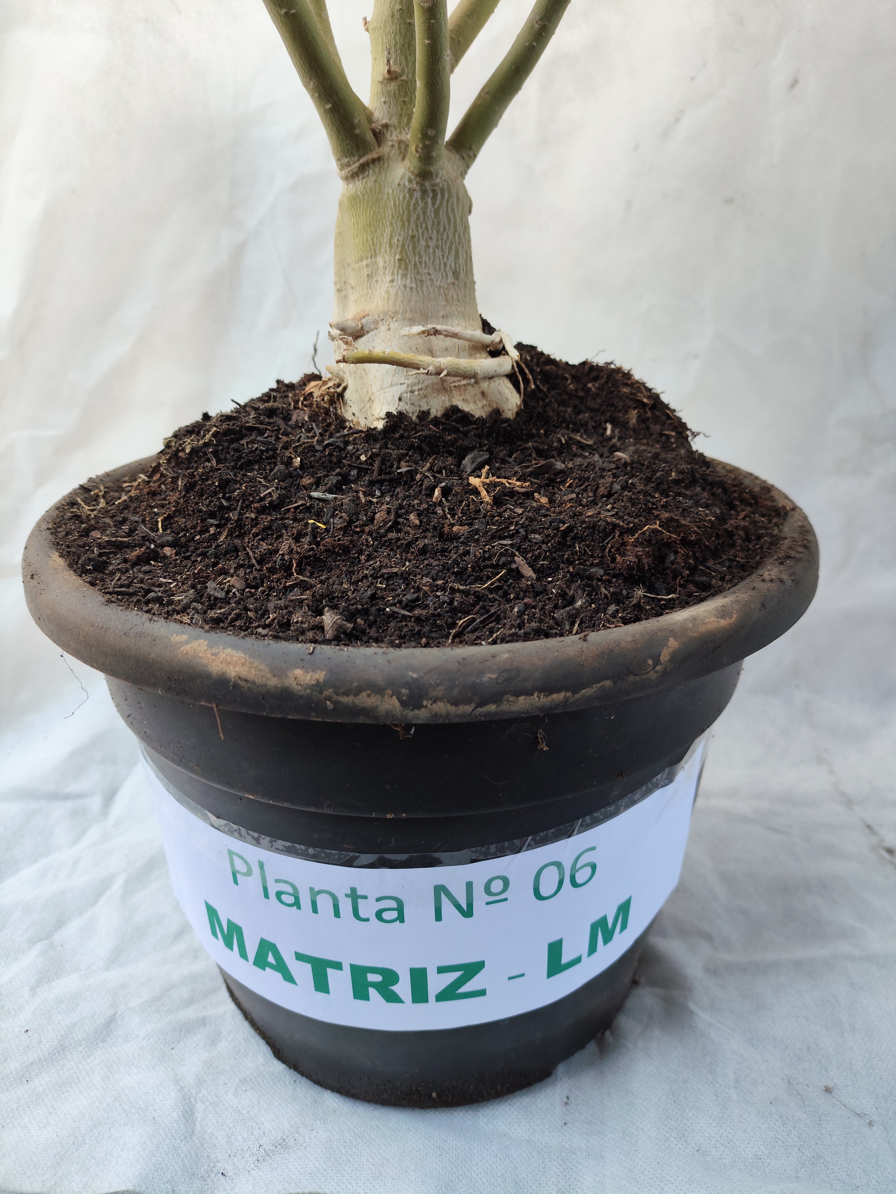 Planta MATRIZ Dobrada Nº 06 – 75cm – 04 anos