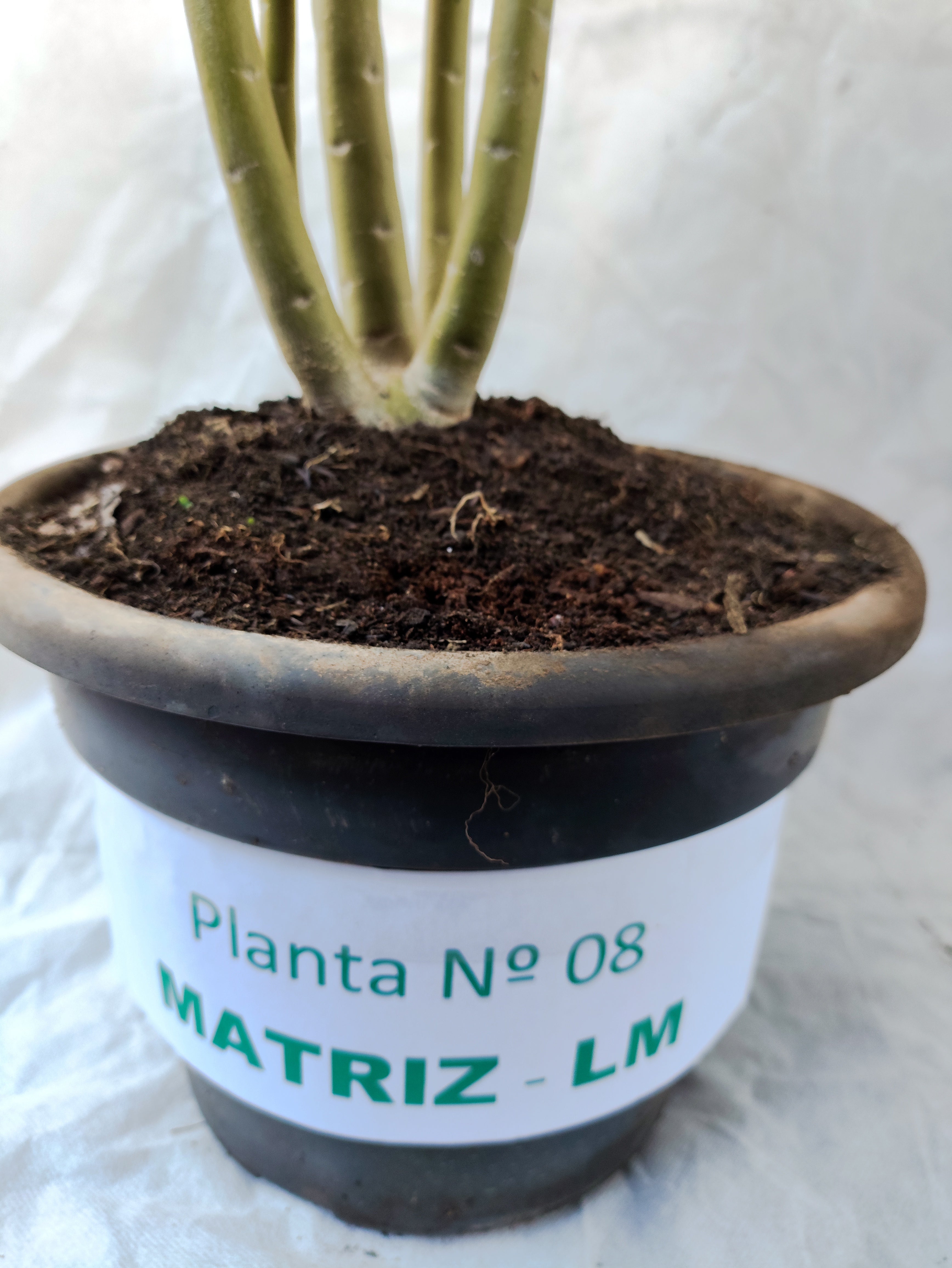 Planta MATRIZ Dobrada Nº 08 – 80cm – 05 anos