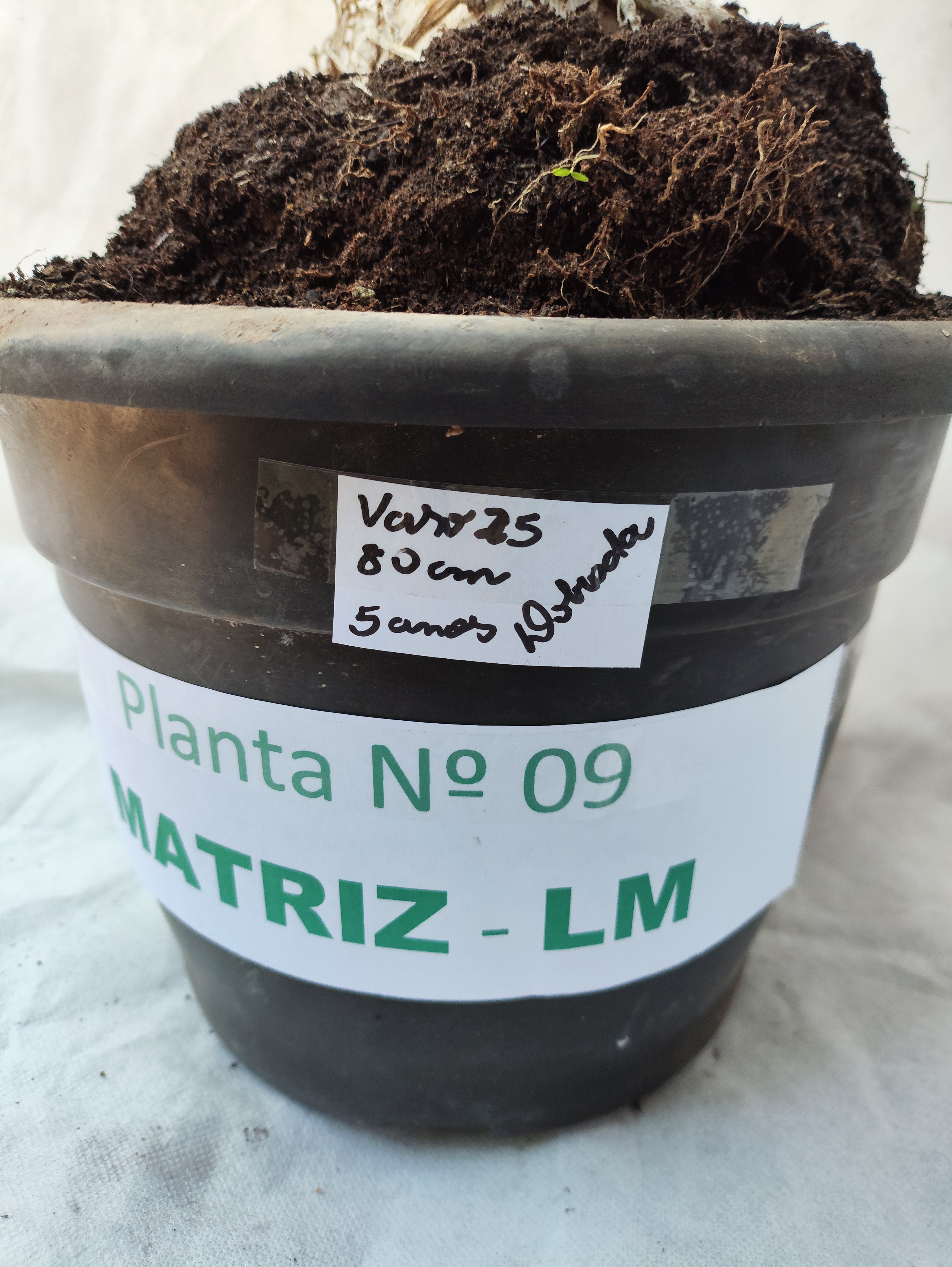 Planta MATRIZ Dobrada Nº 09 – 80cm – 05 anos
