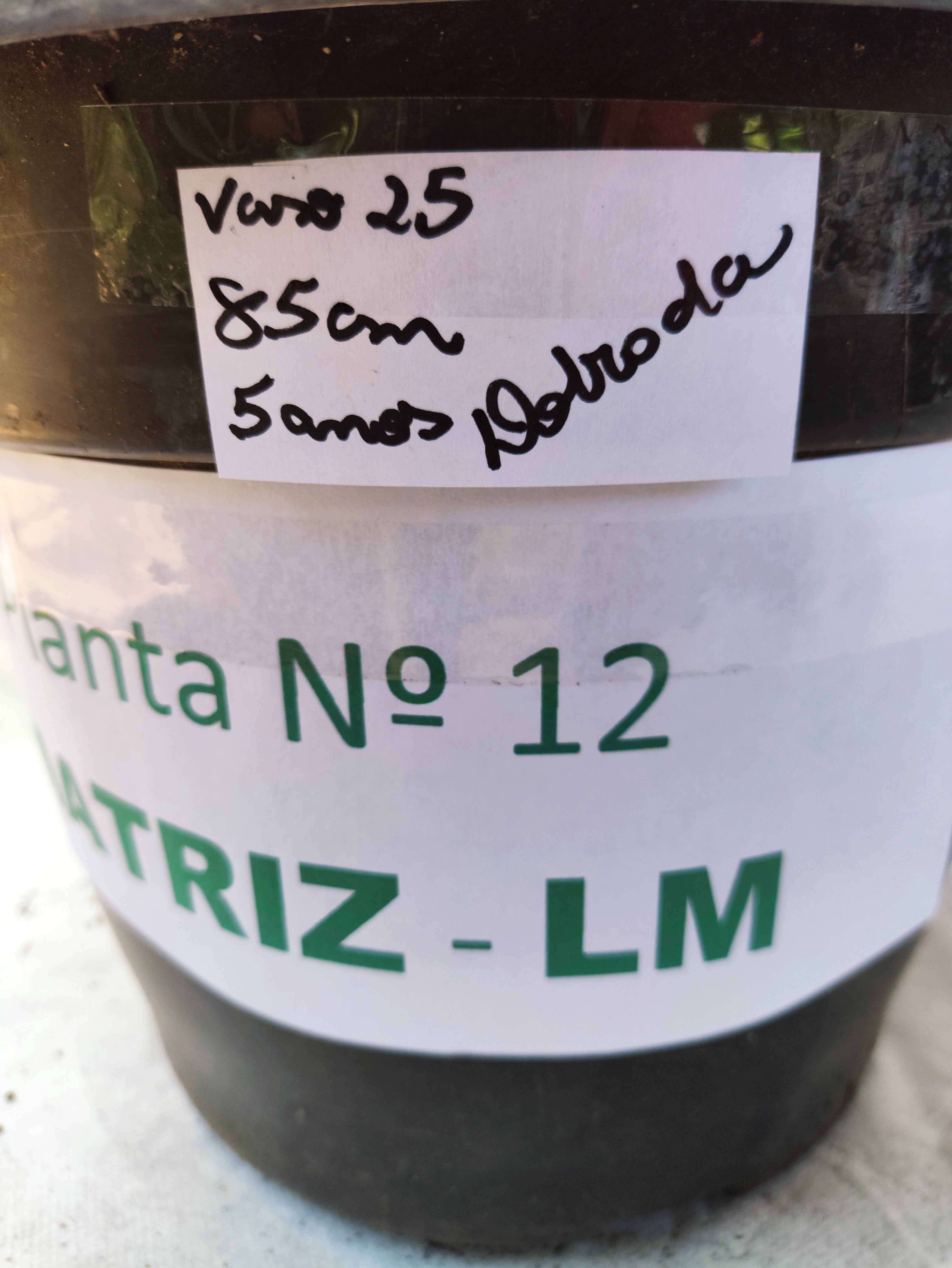 Planta MATRIZ Dobrada Nº 12 – 85cm – 05 anos