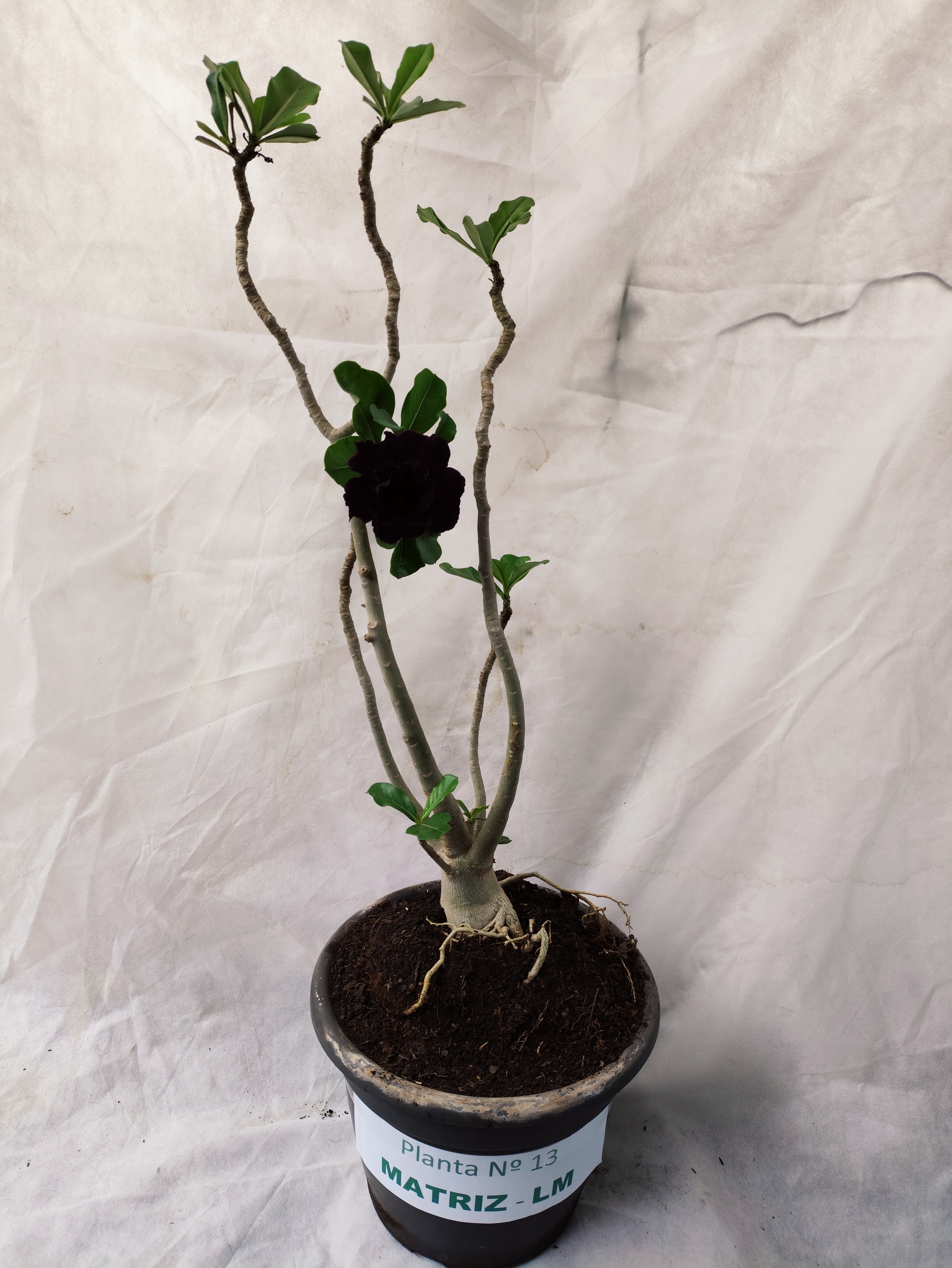 Planta MATRIZ Dobrada Nº 13 – 60cm – 04 anos
