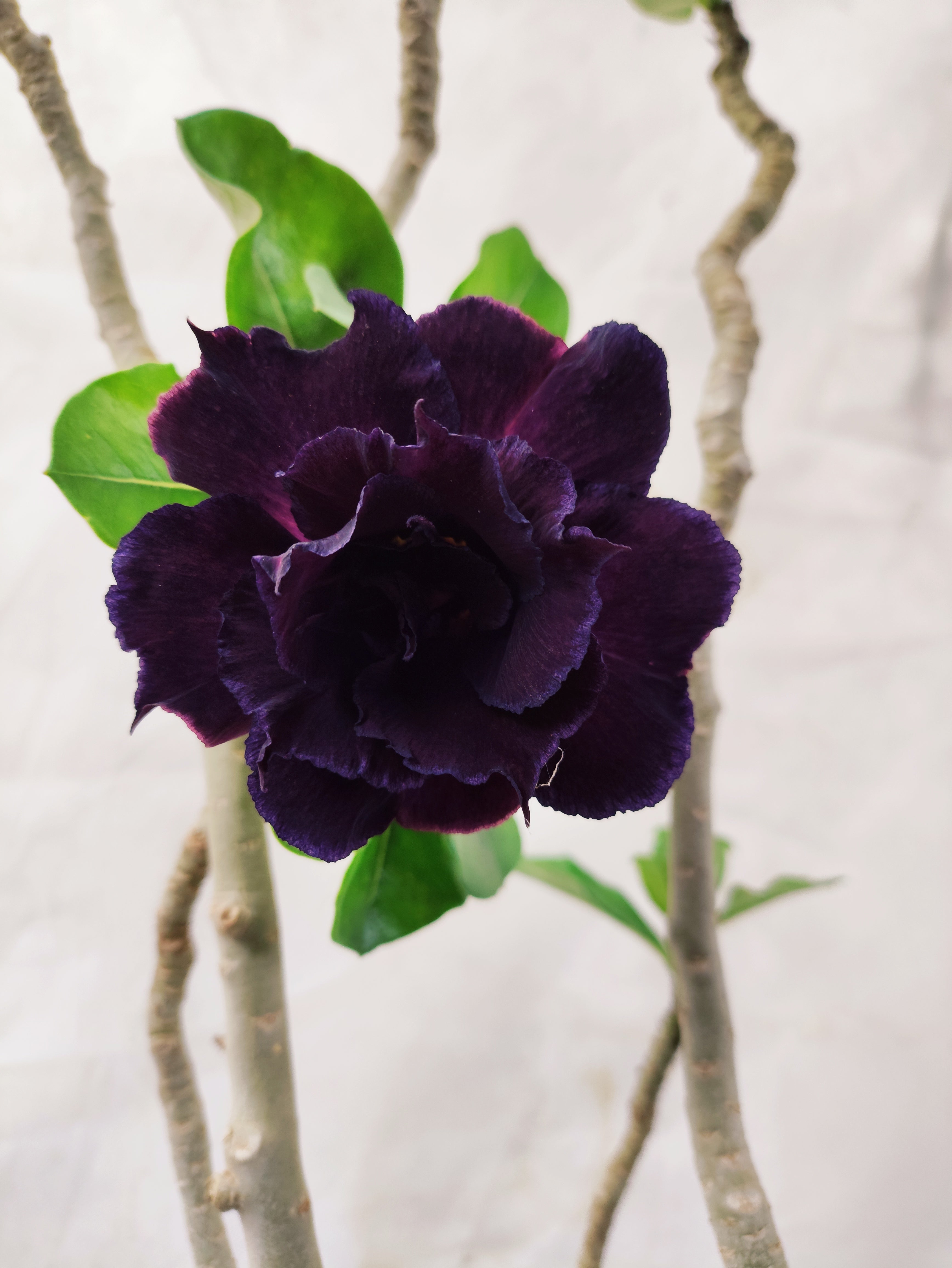 Planta MATRIZ Dobrada Nº 13 – 60cm – 04 anos