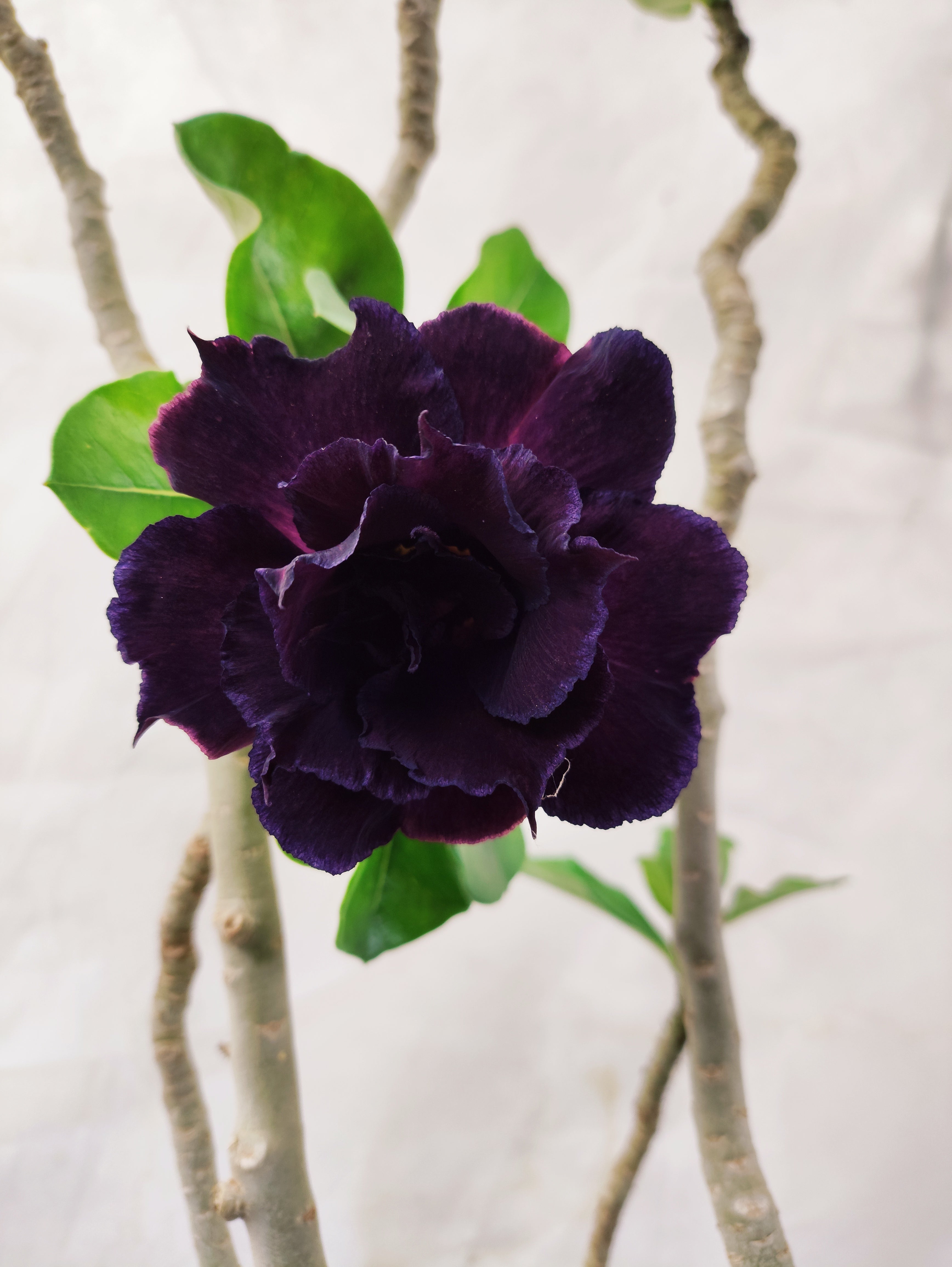 Planta MATRIZ Dobrada Nº 13 – 60cm – 04 anos