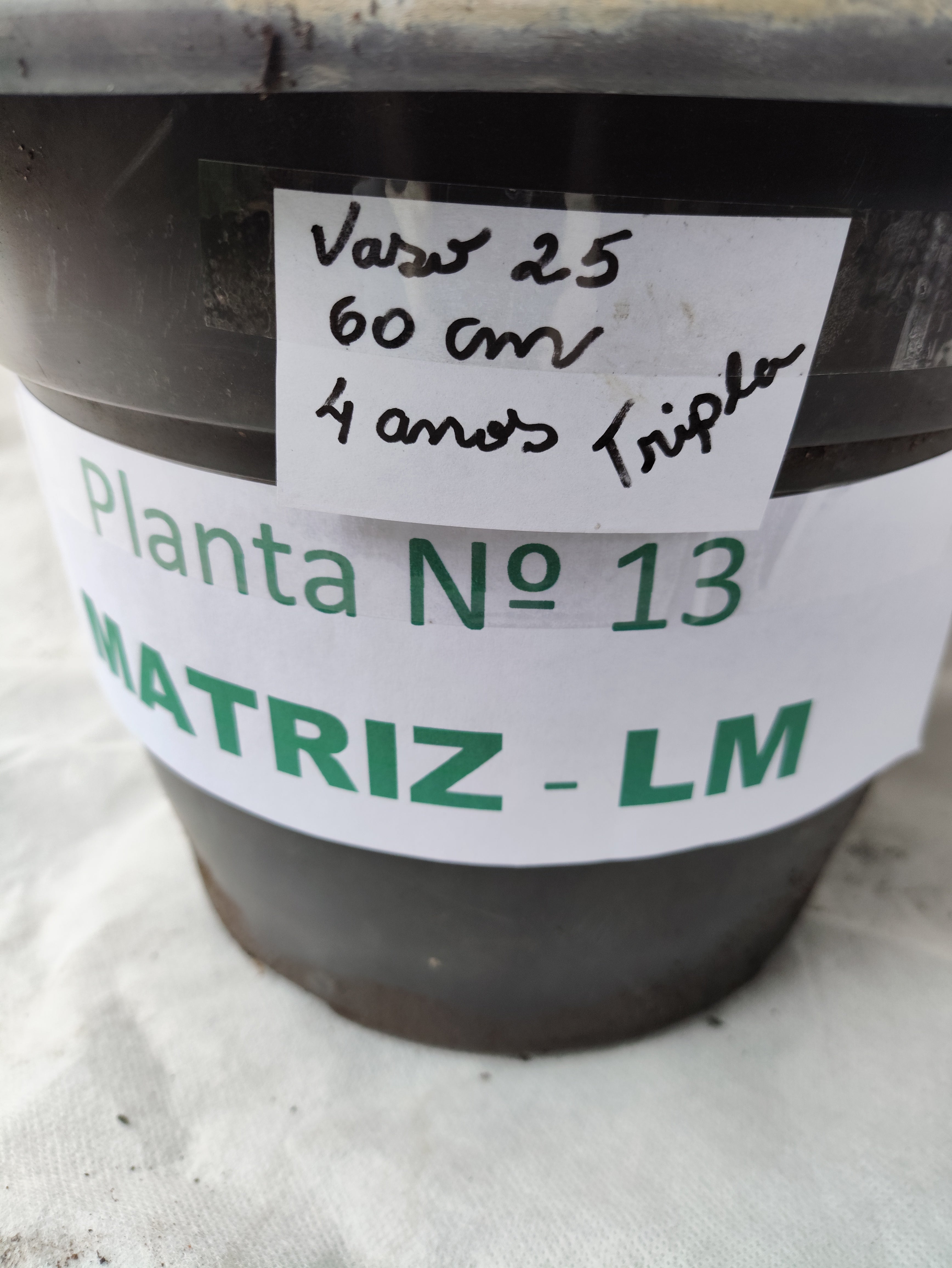Planta MATRIZ Dobrada Nº 13 – 60cm – 04 anos