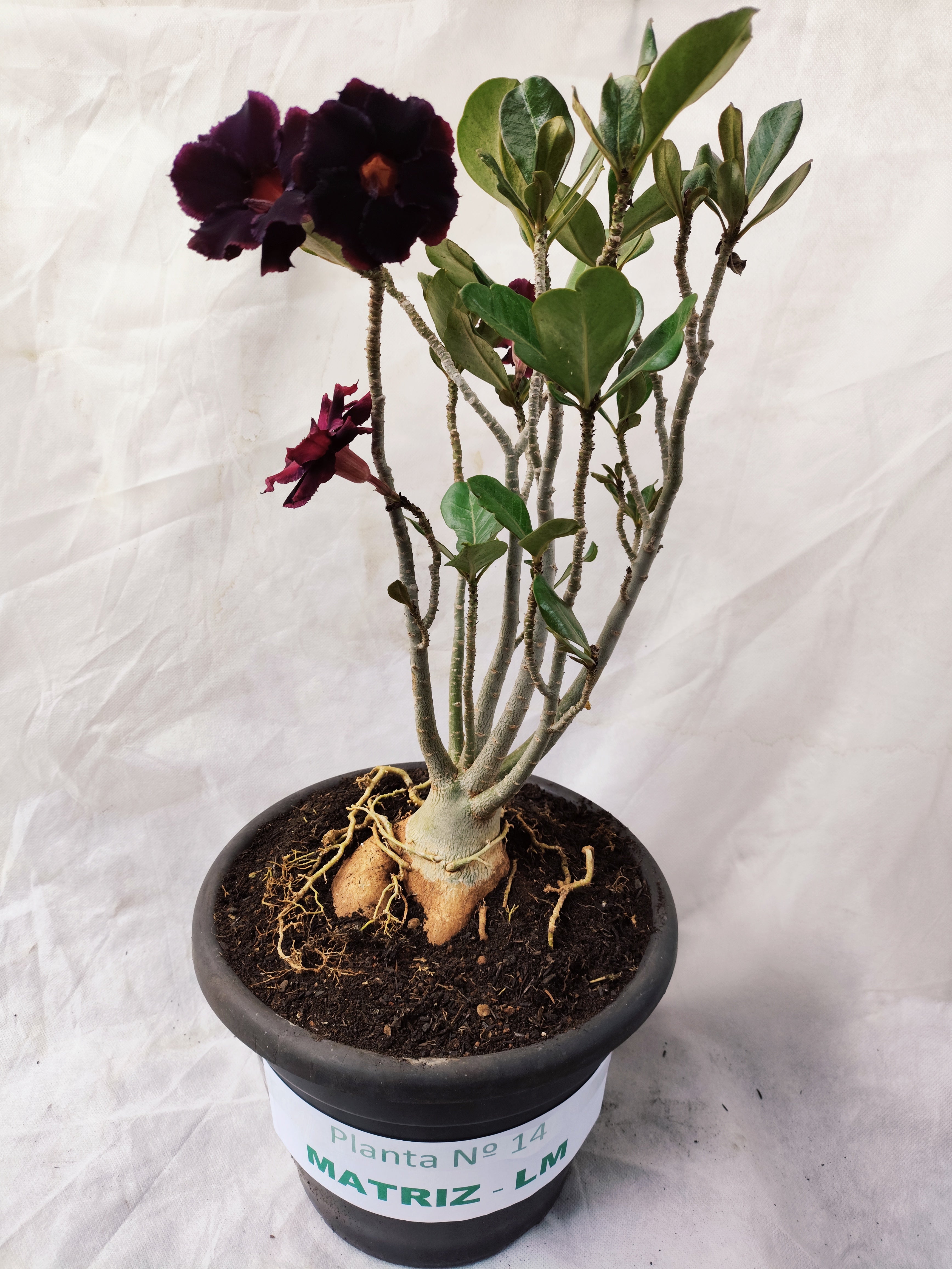Planta MATRIZ Dobrada Nº 14 – 45cm – 04 anos