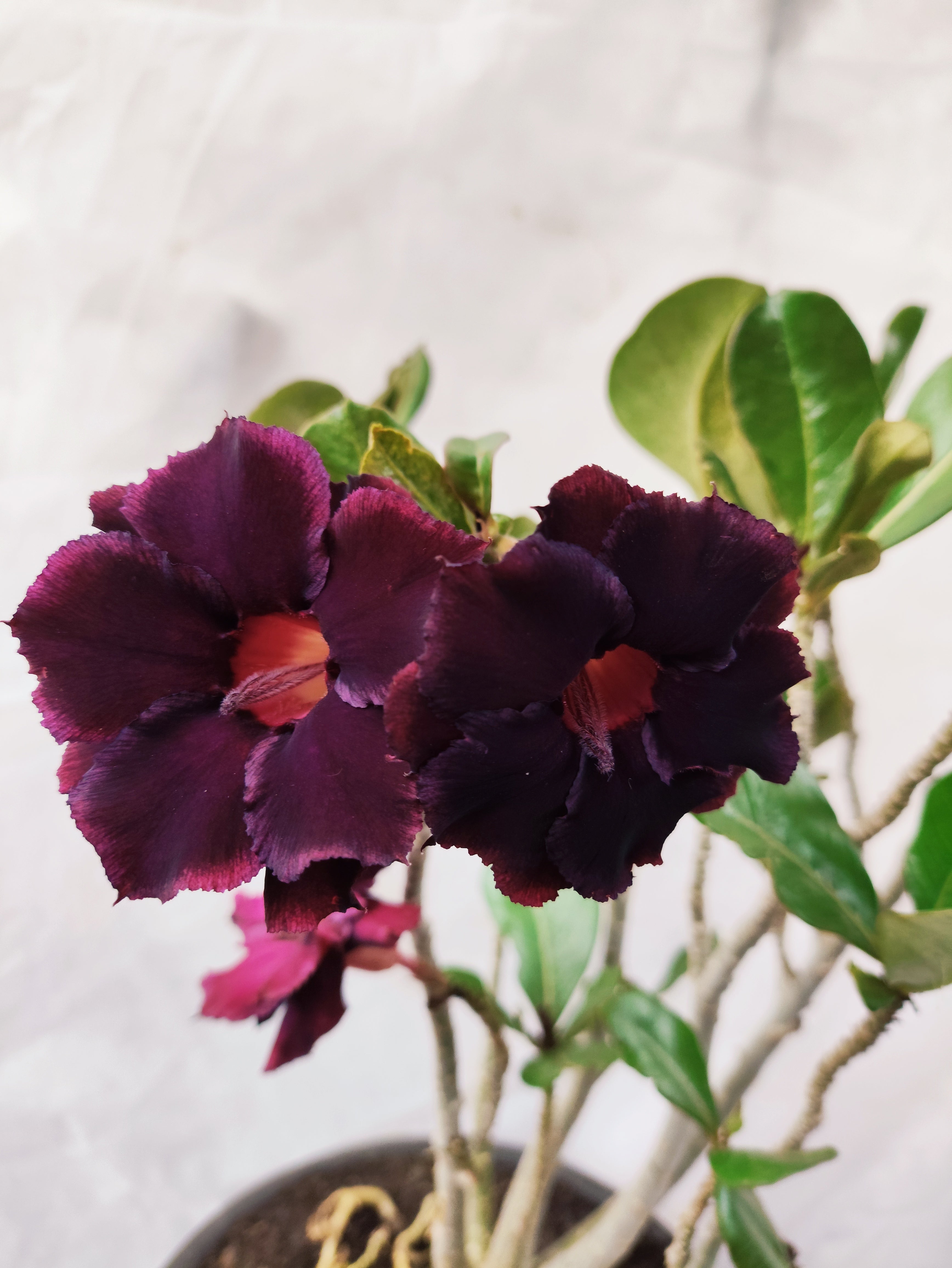 Planta MATRIZ Dobrada Nº 14 – 45cm – 04 anos