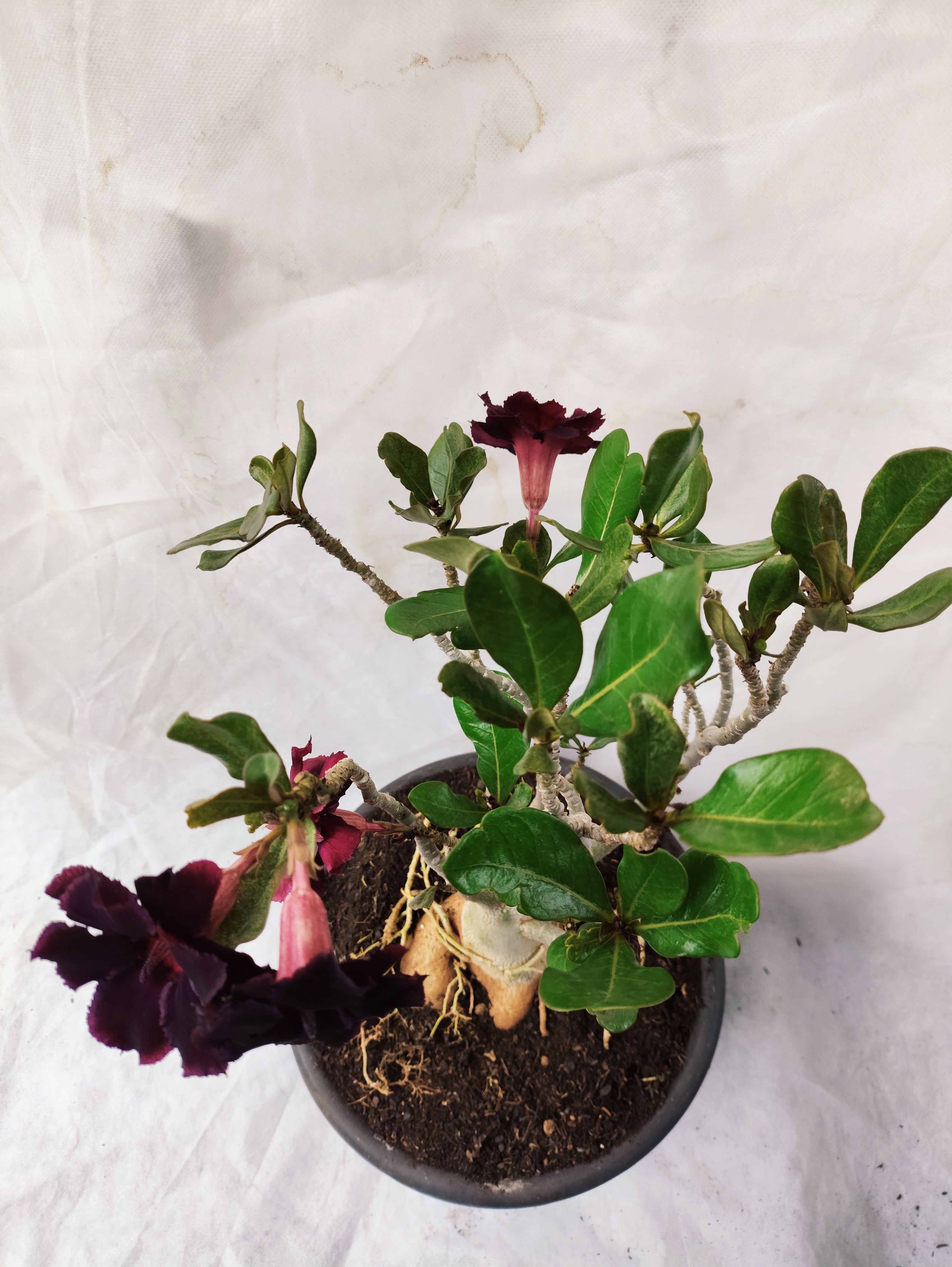 Planta MATRIZ Dobrada Nº 14 – 45cm – 04 anos