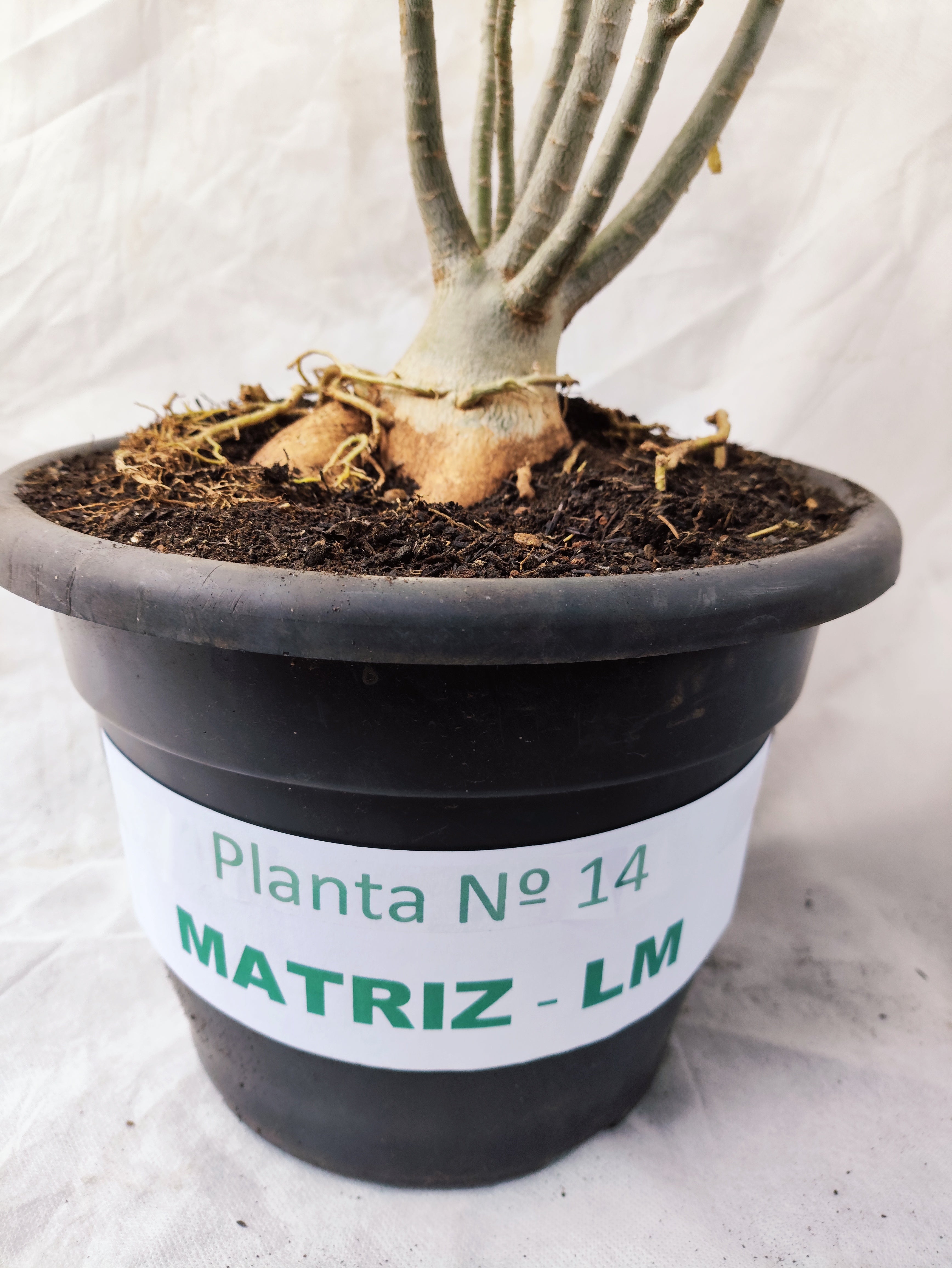 Planta MATRIZ Dobrada Nº 14 – 45cm – 04 anos