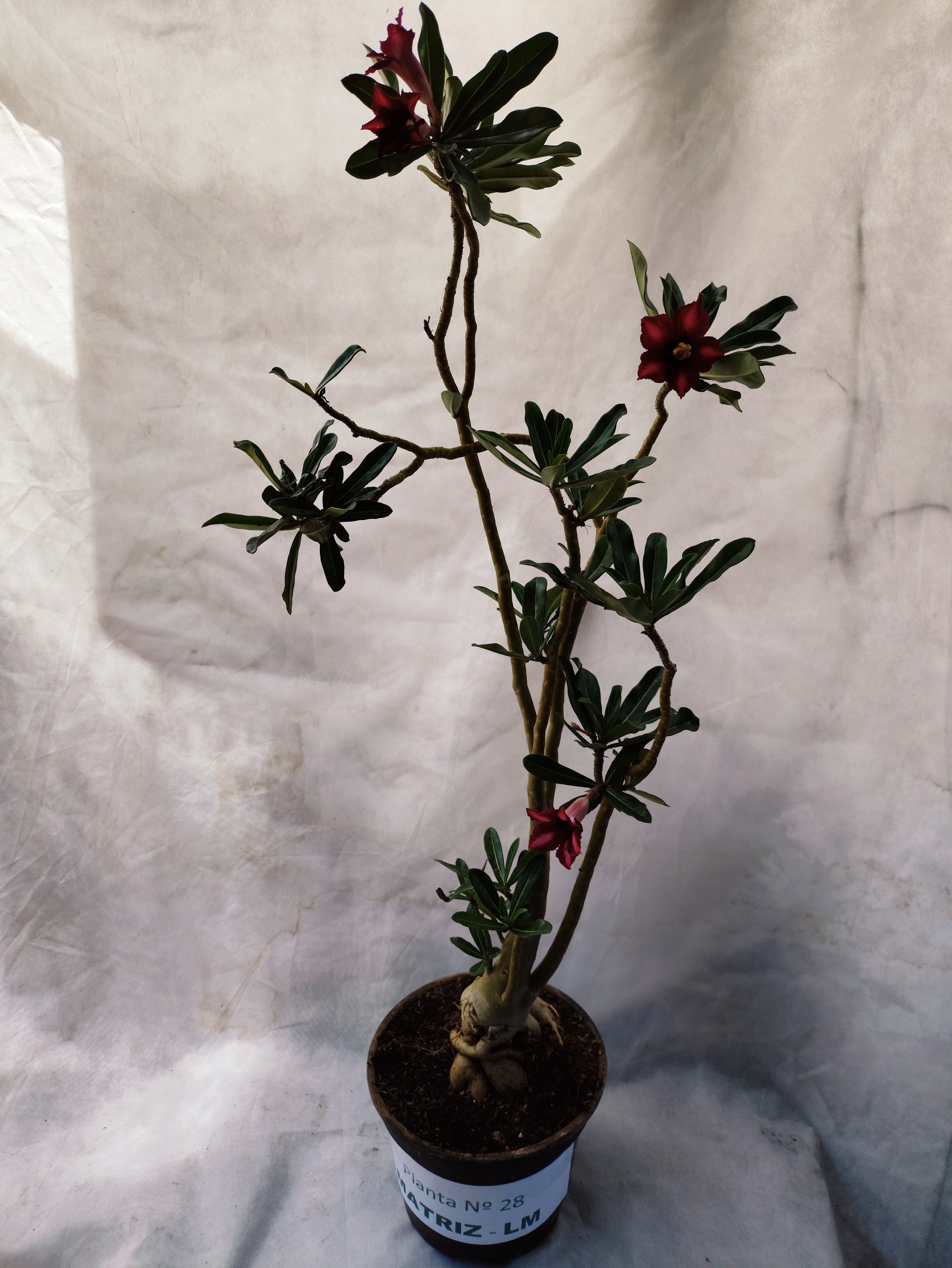 Planta MATRIZ SIMPLES Nº 28 – 75cm – 05 anos