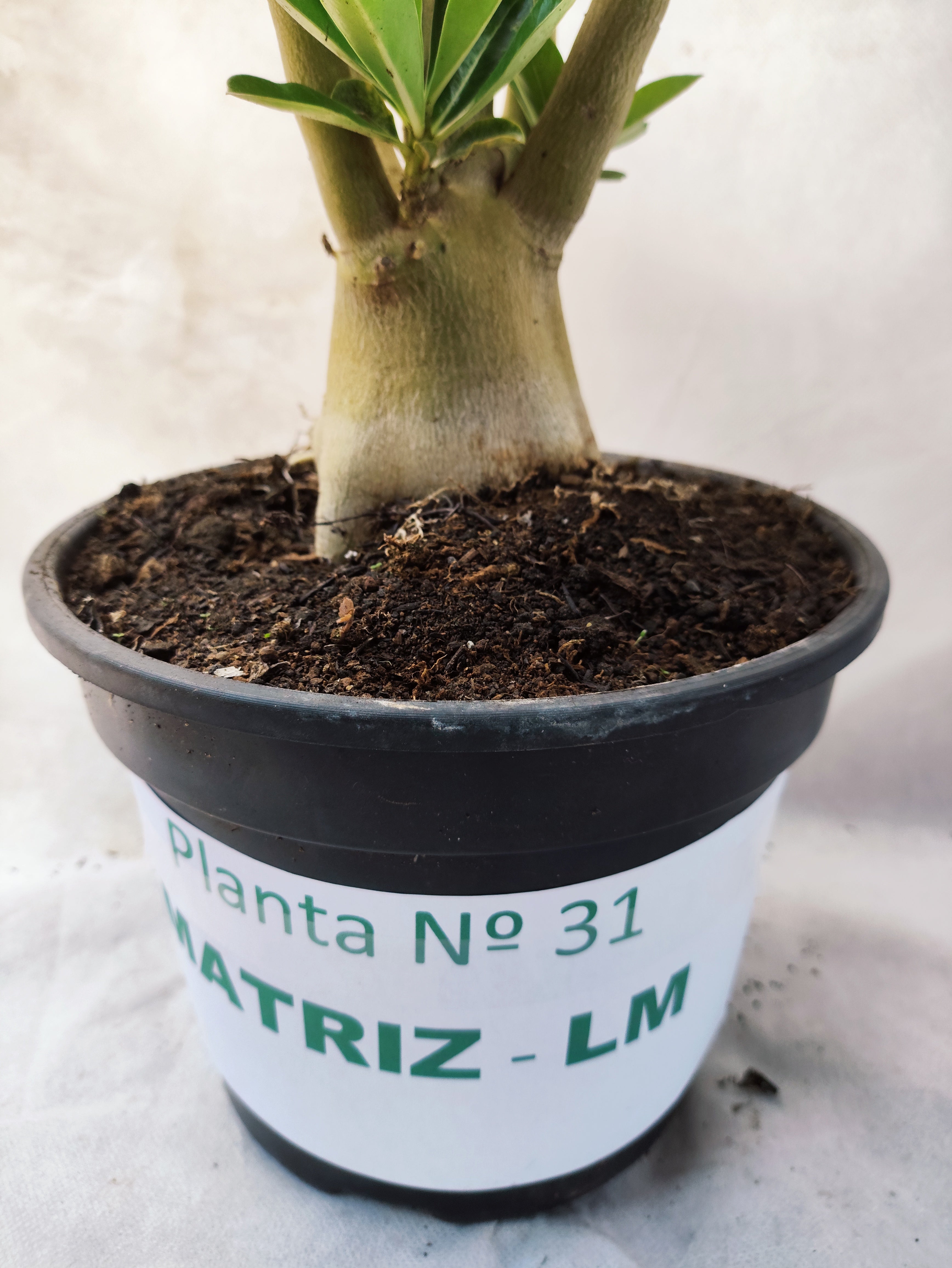 Planta MATRIZ Dobrada Nº 31 – 75cm – 06 anos
